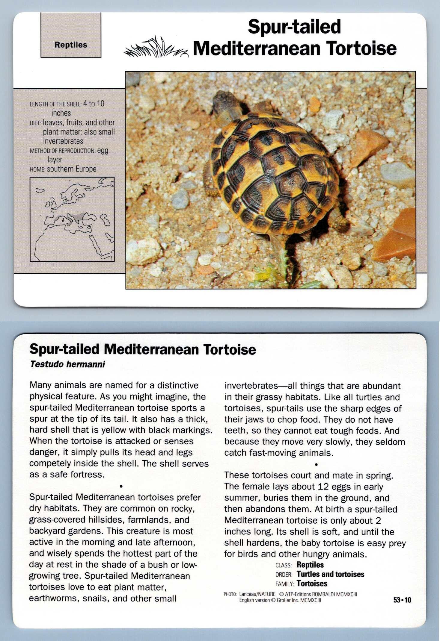 Spur-tailed Mediterranean Tortoise #53.10 - Reptiles - Grolier 