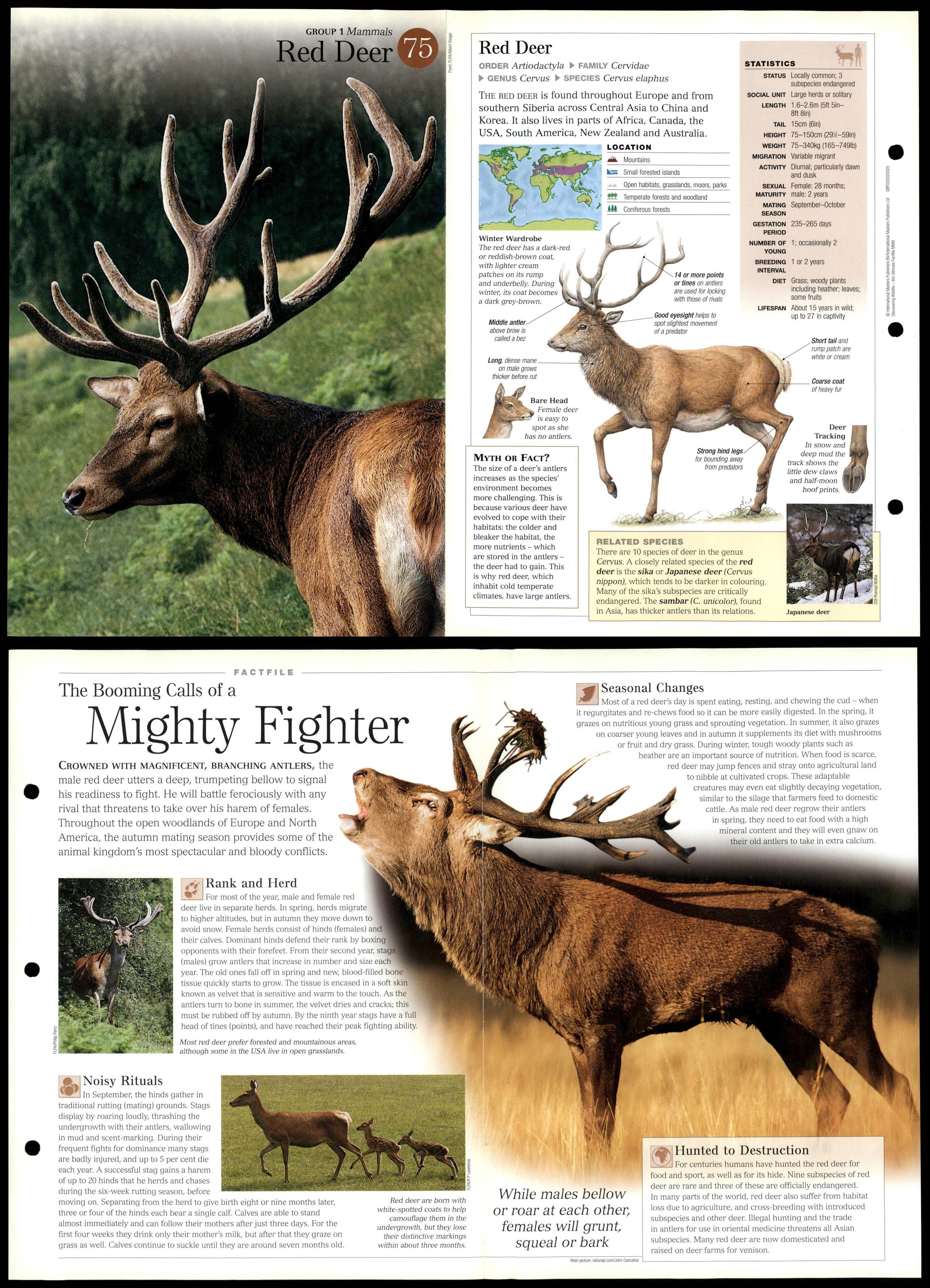 Red Deer 75 Mammals Discovering Wildlife Fact File FoldOut Card