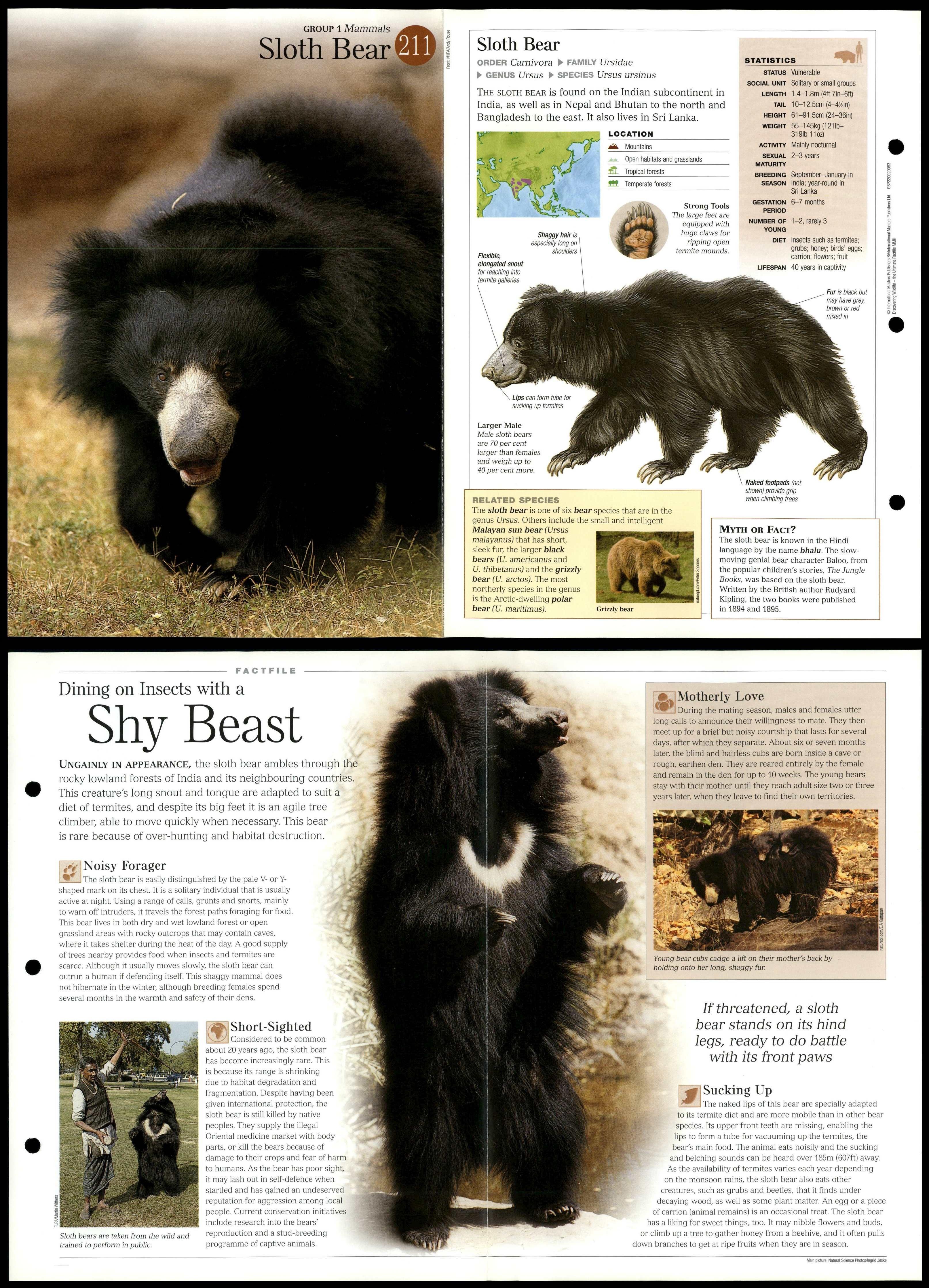 Sloth Bear #211 Mammals - Discovering Wildlife Fact File Fold-Out Card