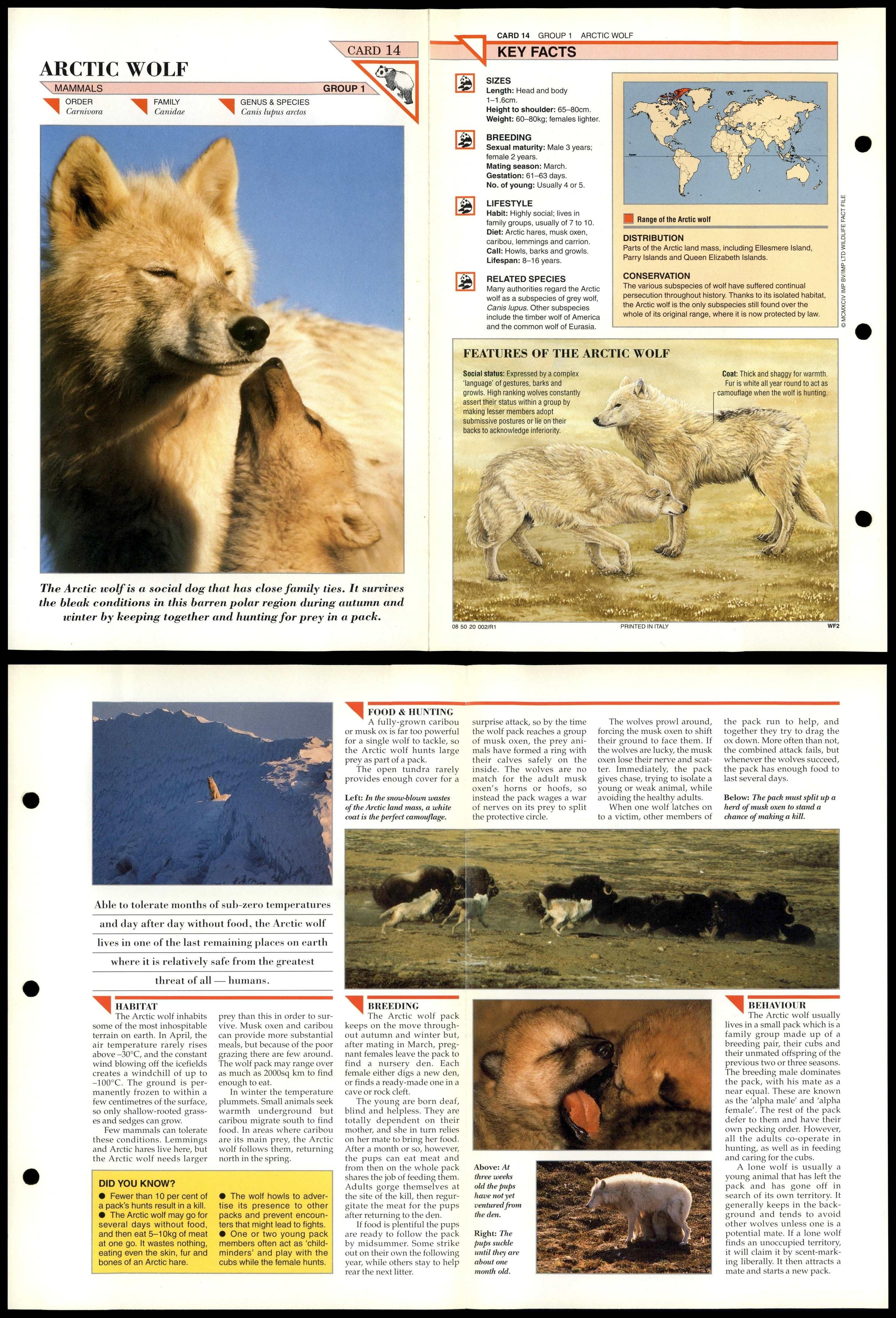wildlife fact file cards
