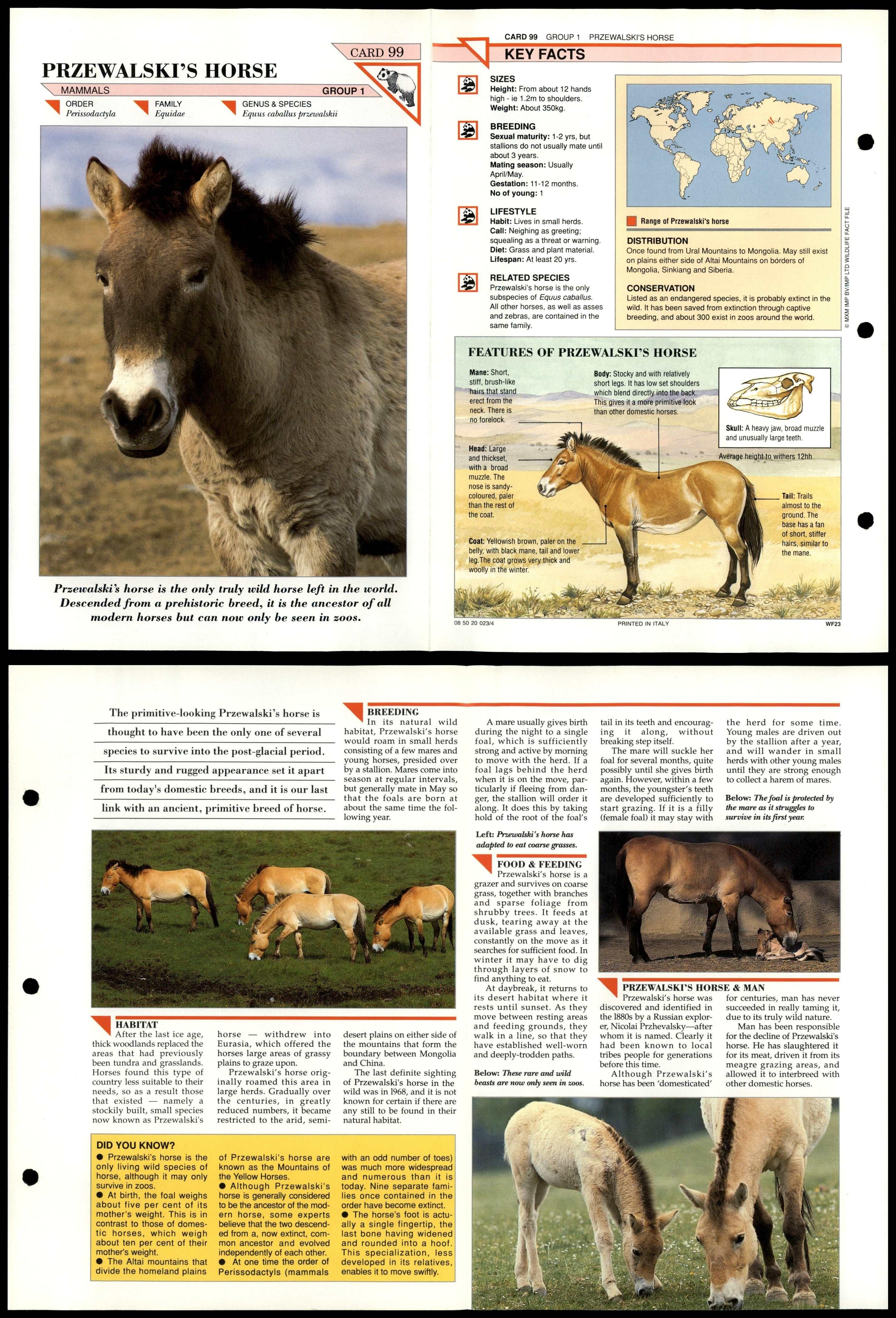 Przewalski's Horse #99 Mammals Wildlife Fact File Fold-Out Card