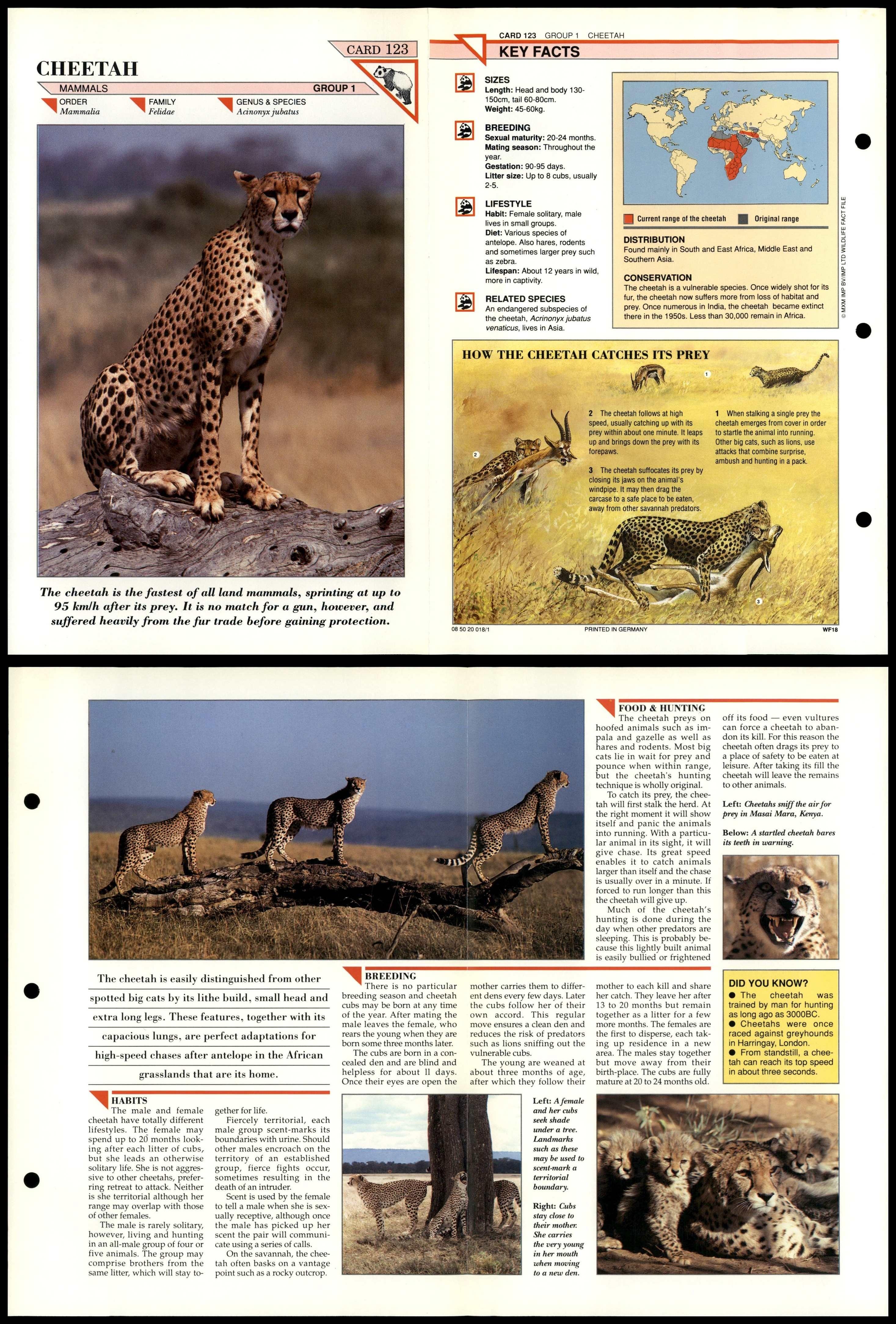 Cheetah #123 Mammals Wildlife Fact File Fold-Out Card