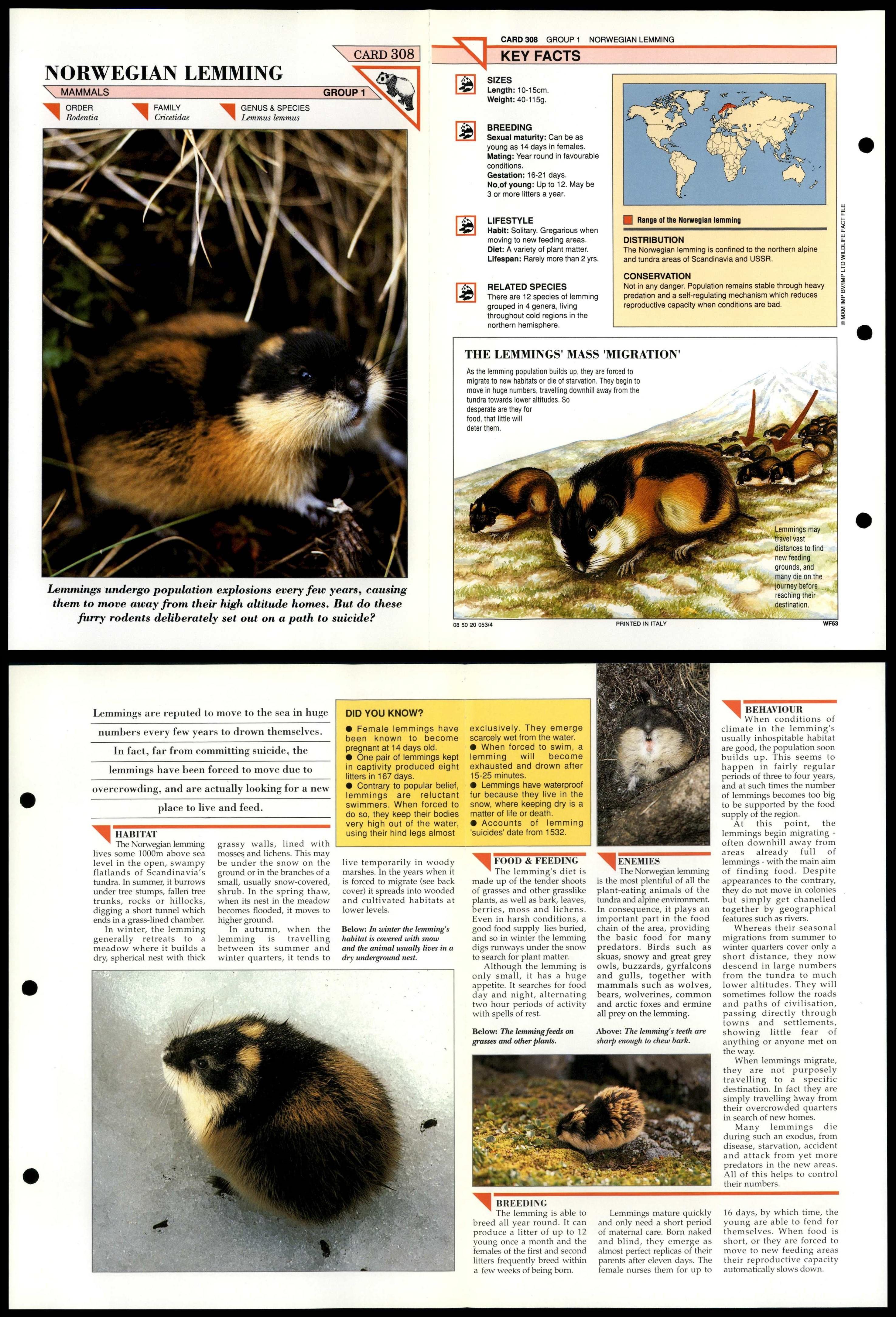 Lemming Facts: Animals of the Arctic - WorldAtlas