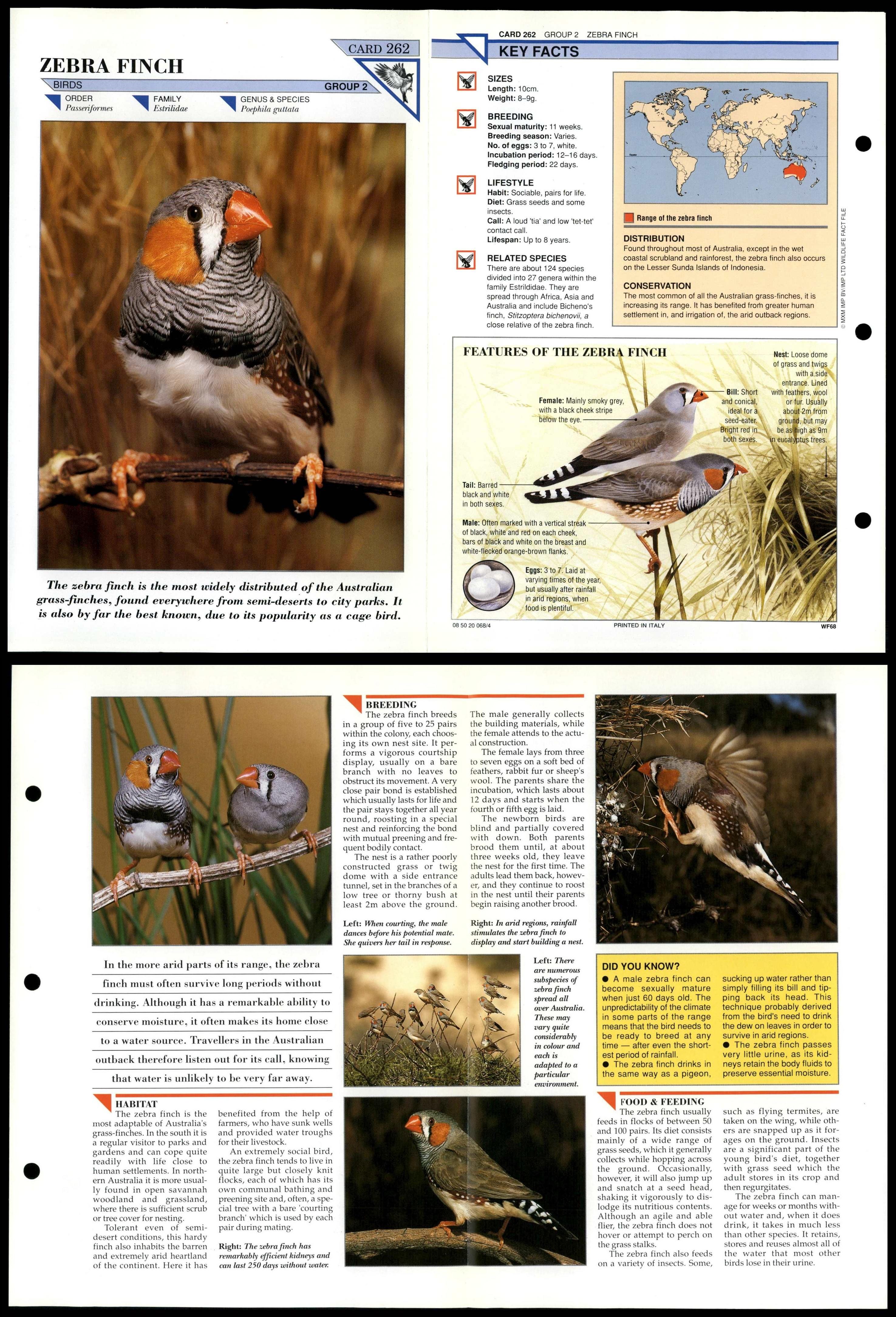 Zebra Finch #262 Birds Wildlife Fact File Fold-Out Card