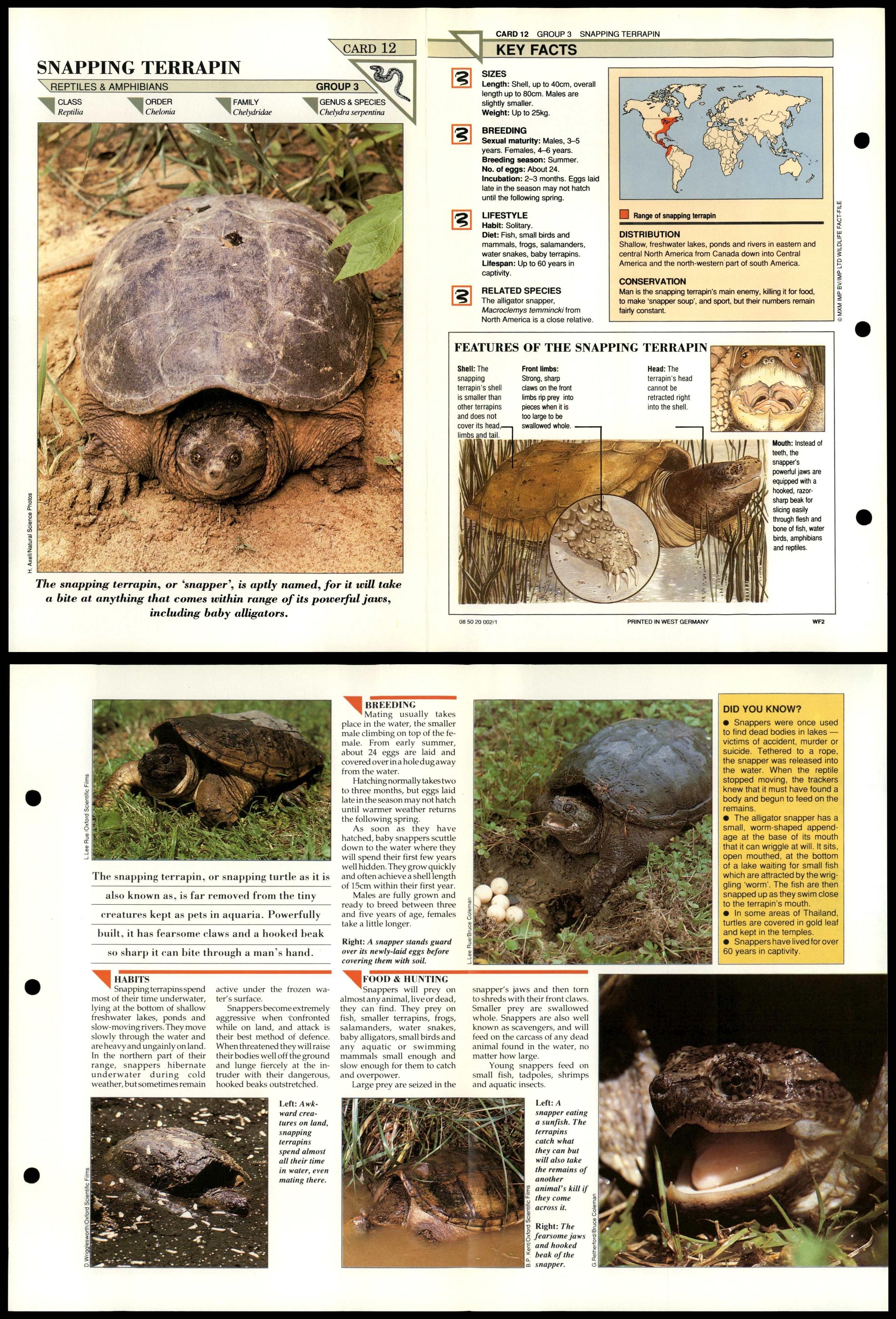 Snapping Terrapin #12 Reptiles Wildlife Fact File Fold-Out Card