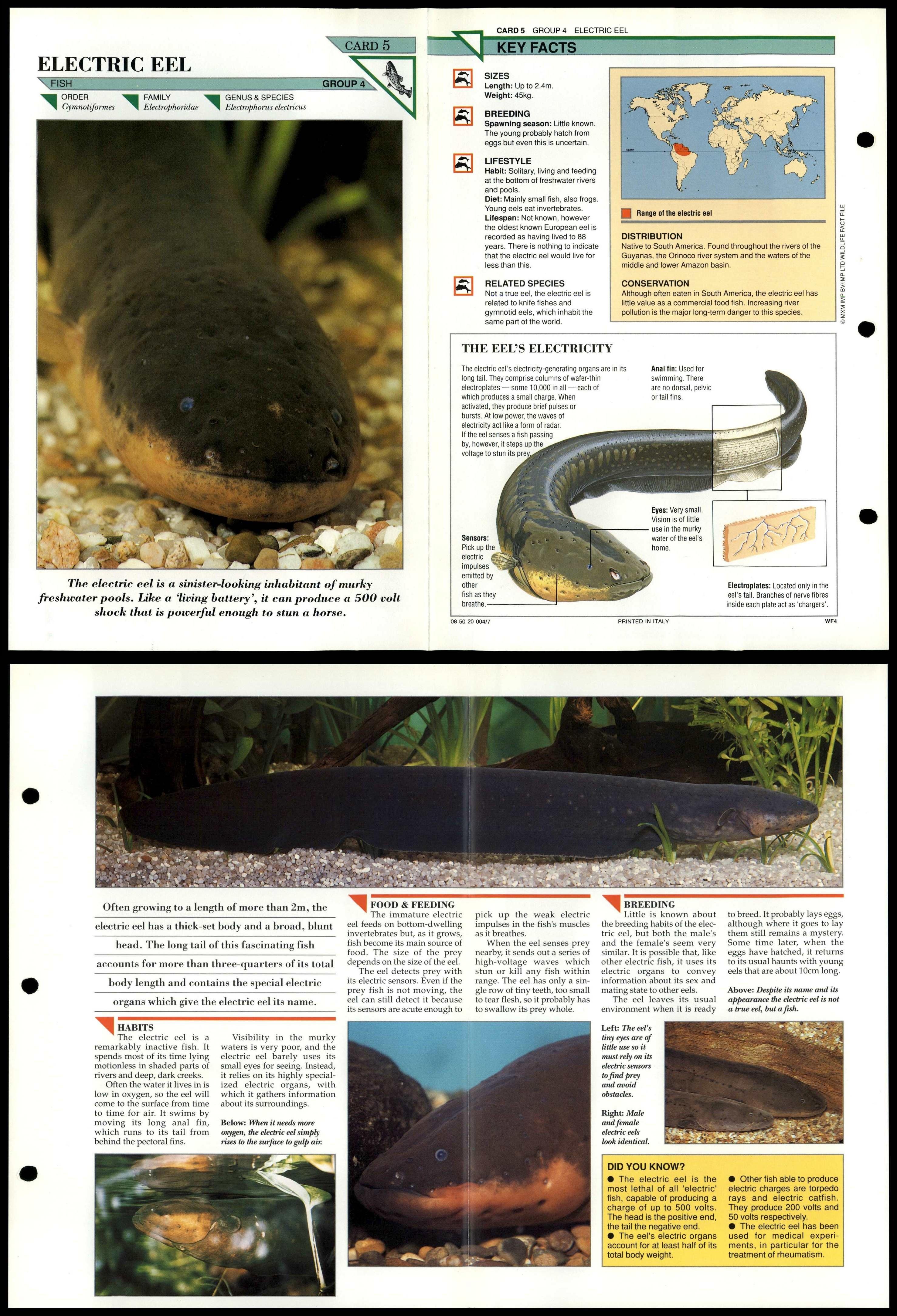 Electric Eel #5 Fish Wildlife Fact File Fold-Out Card