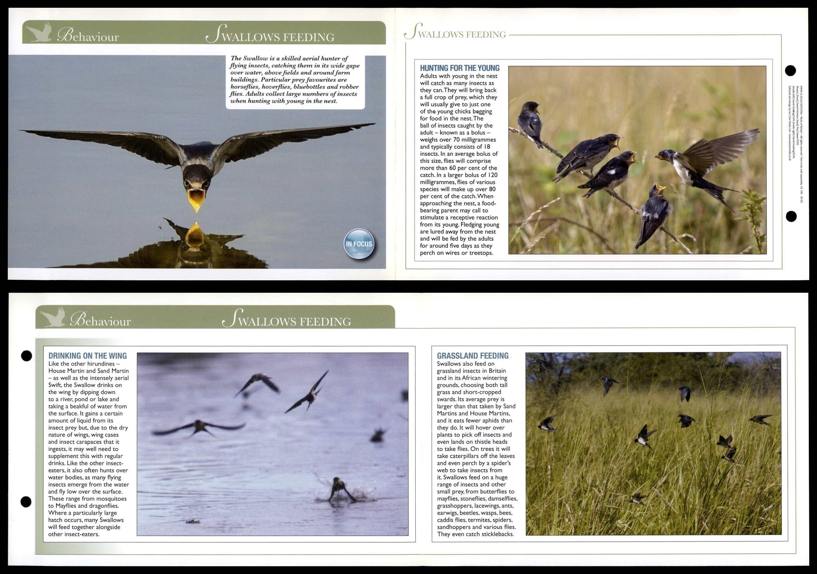 Swallows Feeding - Behaviour - Birds Of Britain Atlas Editions Fold Out ...