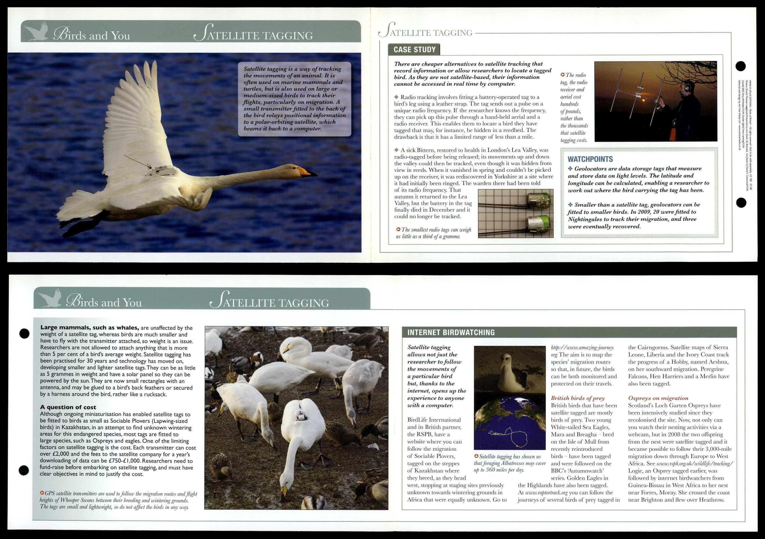 Satellite Tagging - Birds & You - Birds Of Britain Atlas Editions Fold ...