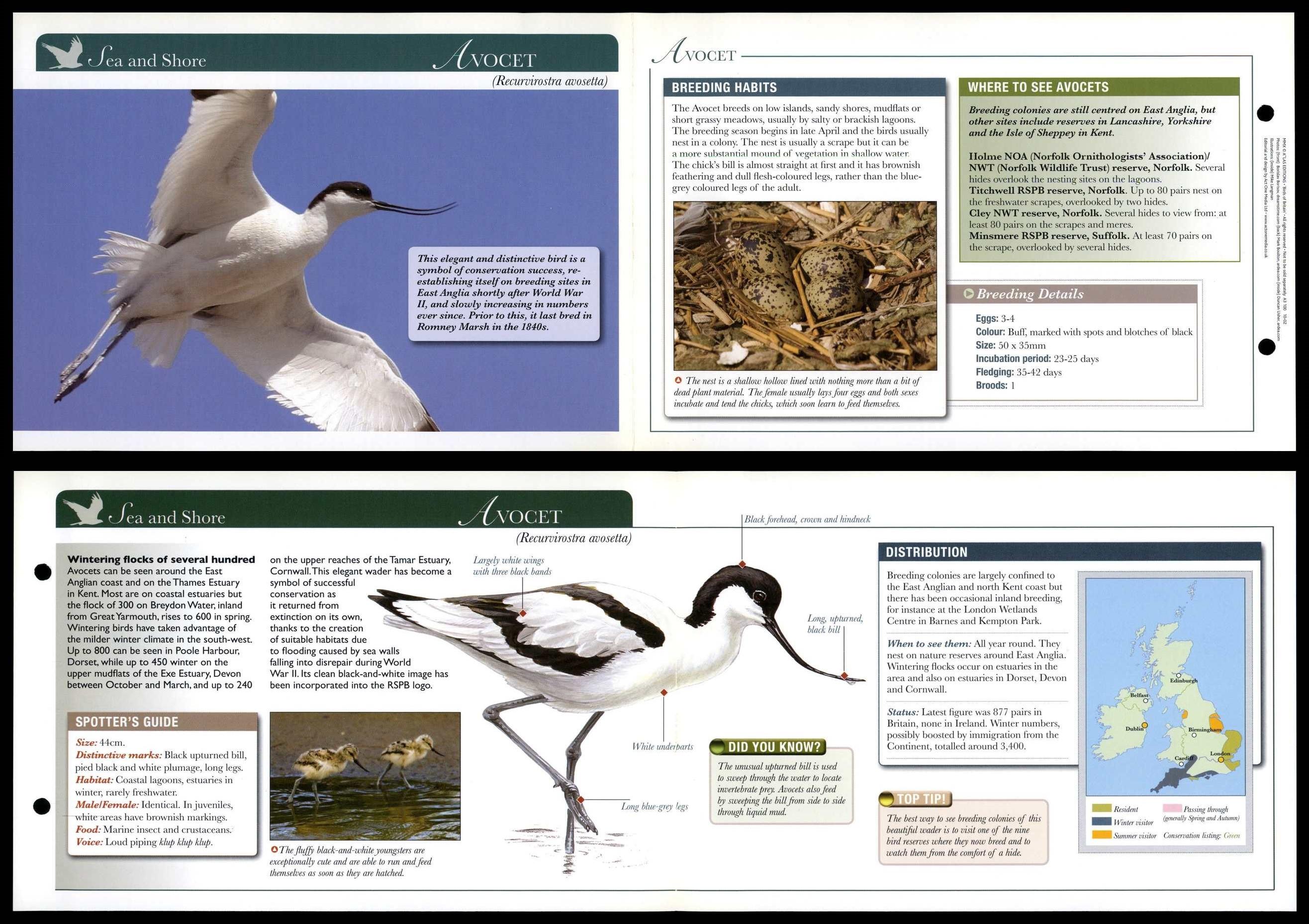 Avocet - Sea & Shore - Birds Of Britain Atlas Editions Fold Out Card