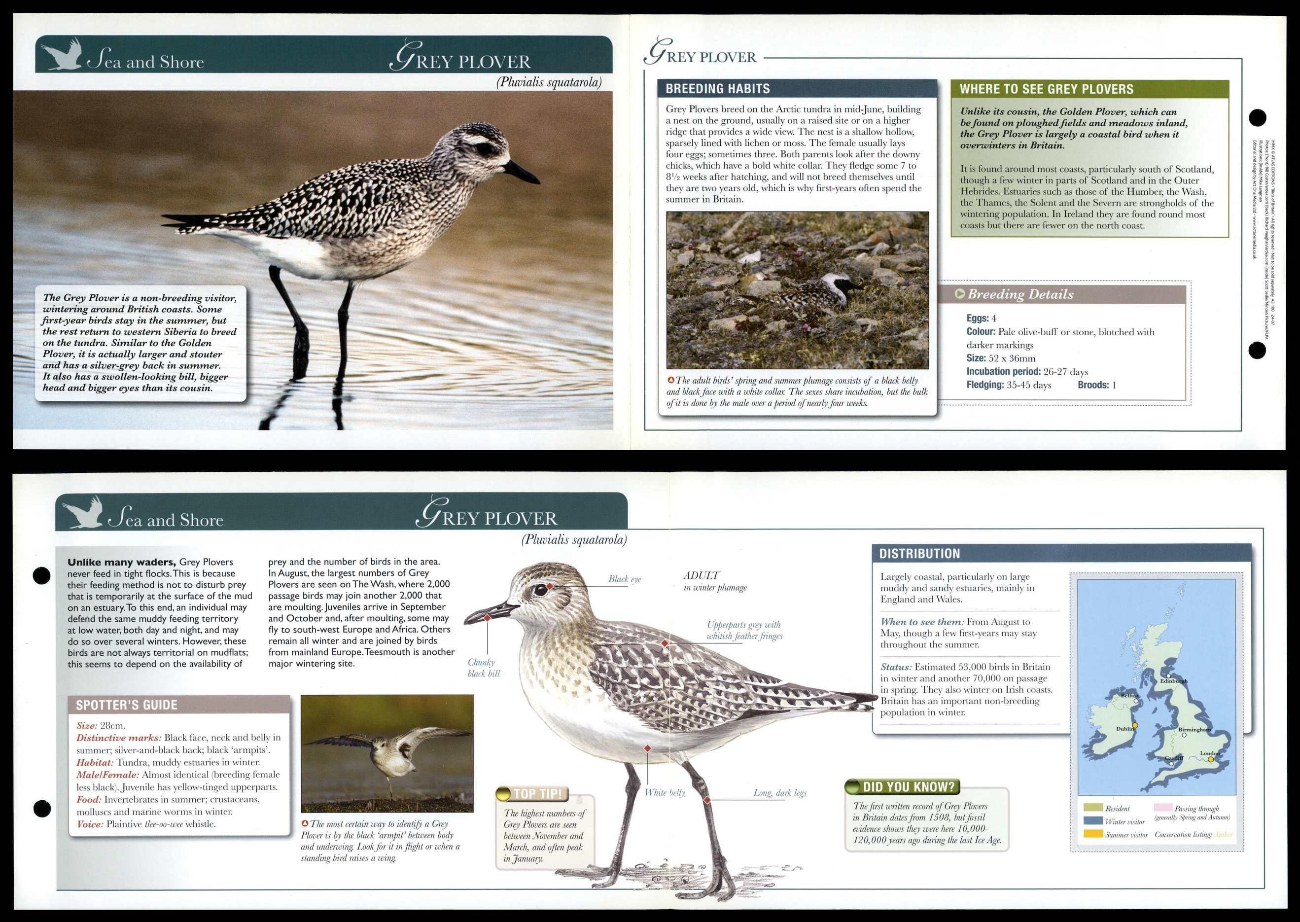 Grey Plover - Sea & Shore - Birds Of Britain Atlas Editions Fold Out Card