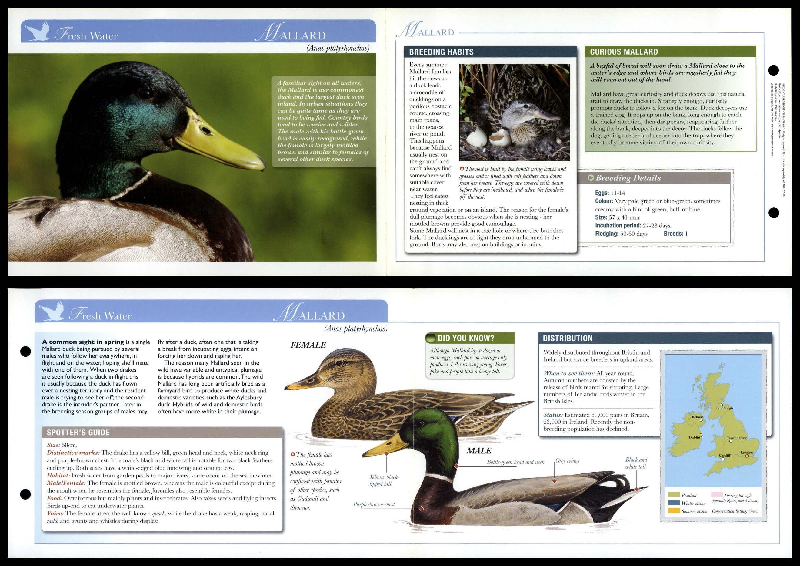 Mallard - Fresh Water - Birds Of Britain Atlas Editions Fold Out Card