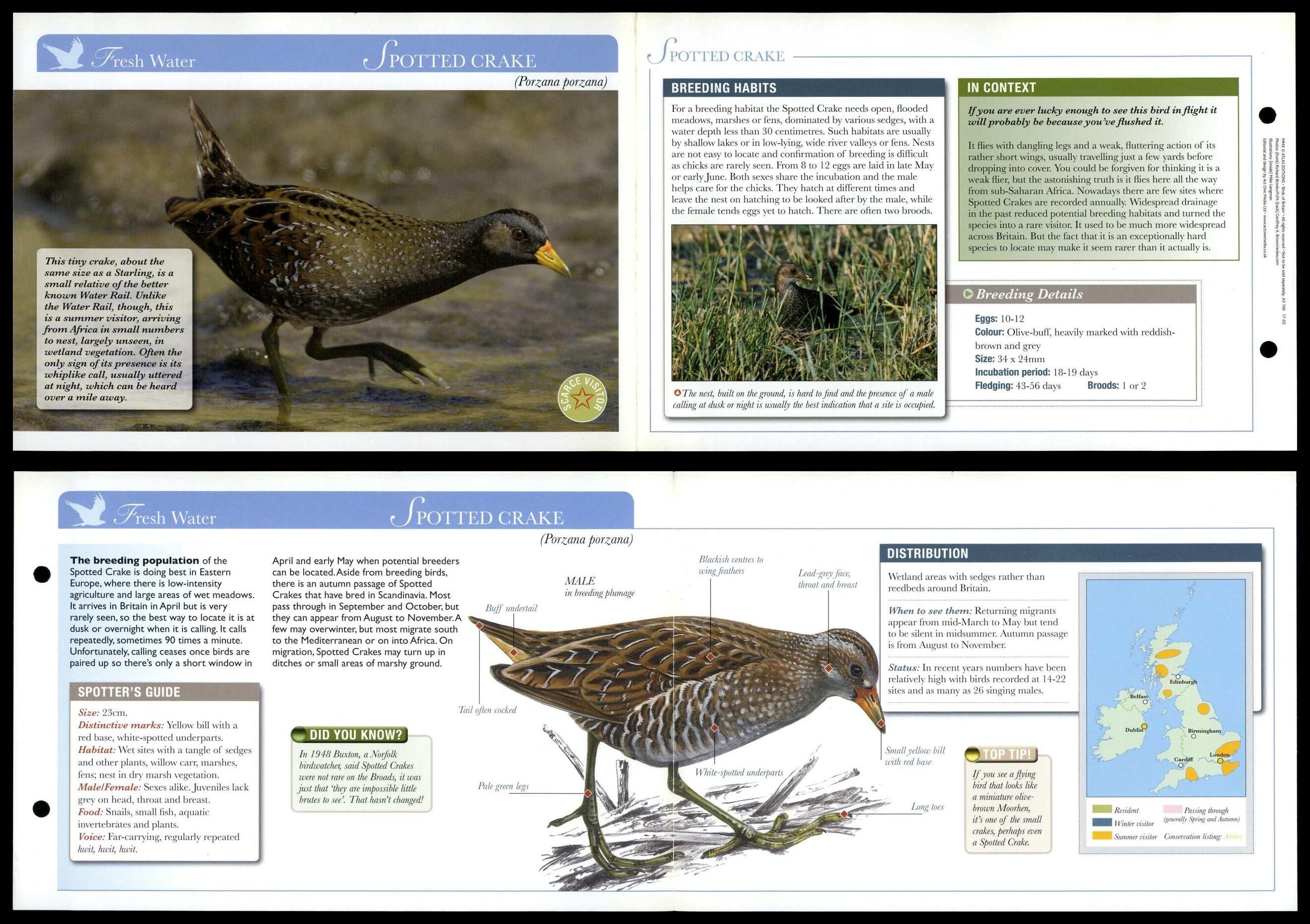 Spotted Crake - Fresh Water - Birds Of Britain Atlas Editions Fold Out Card