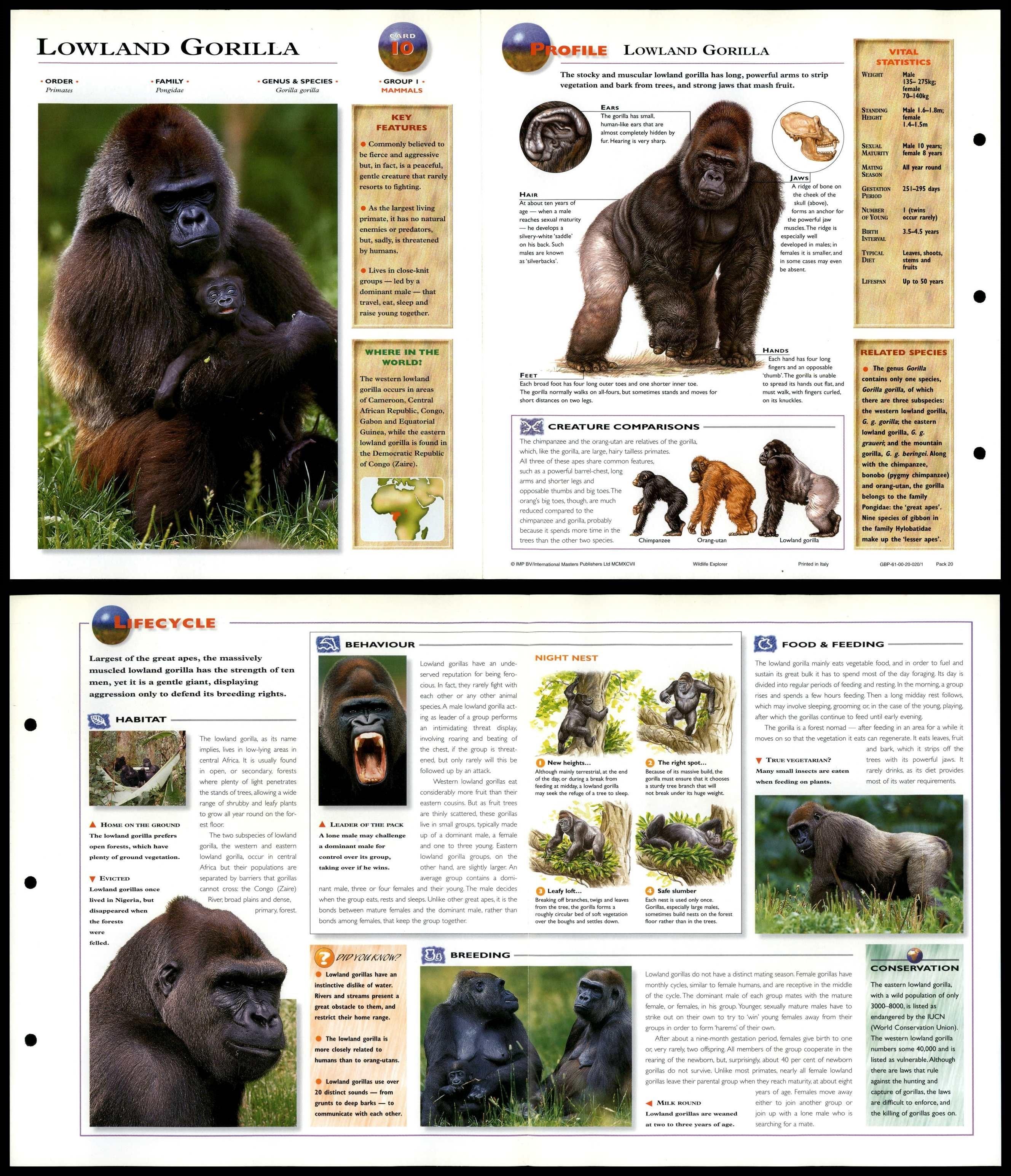 Lowland Gorilla #10 Mammals - Wildlife Explorer Fold-Out Card