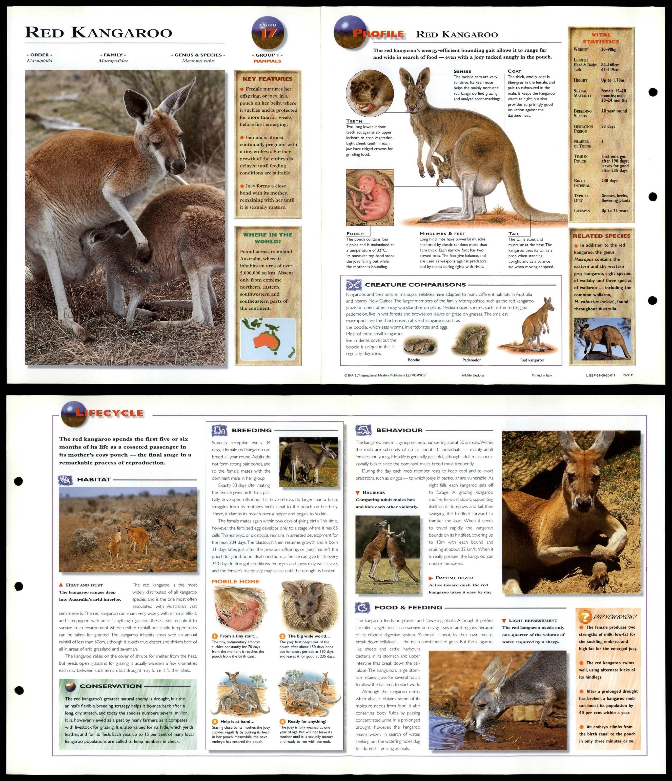 Red Kangaroo 17 Mammals Wildlife Explorer FoldOut Card