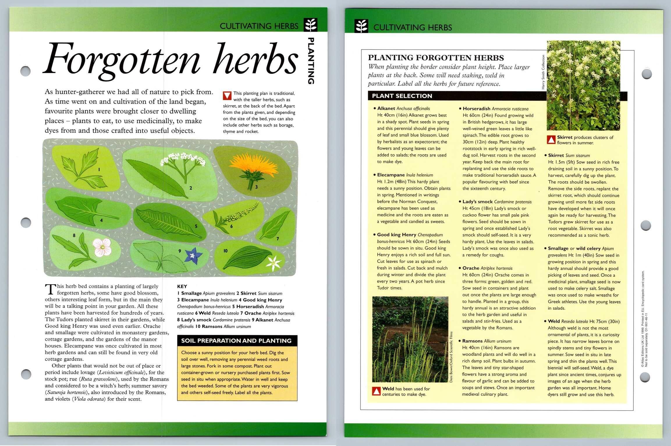 Herbs Cultivating Secret World Of Herbs Fact File Card