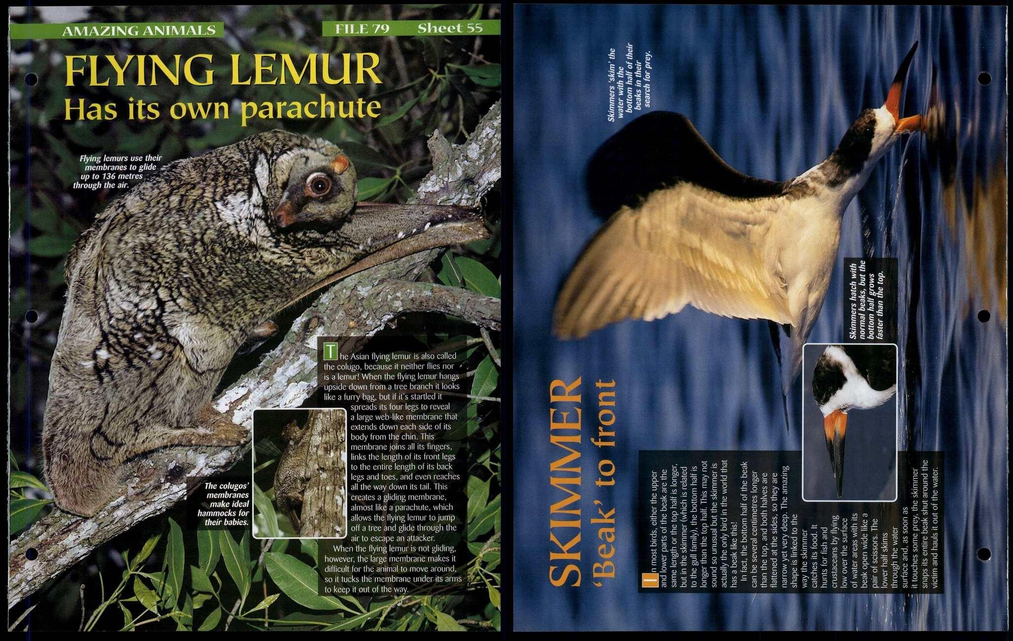 Section 8 : Amazing Animals