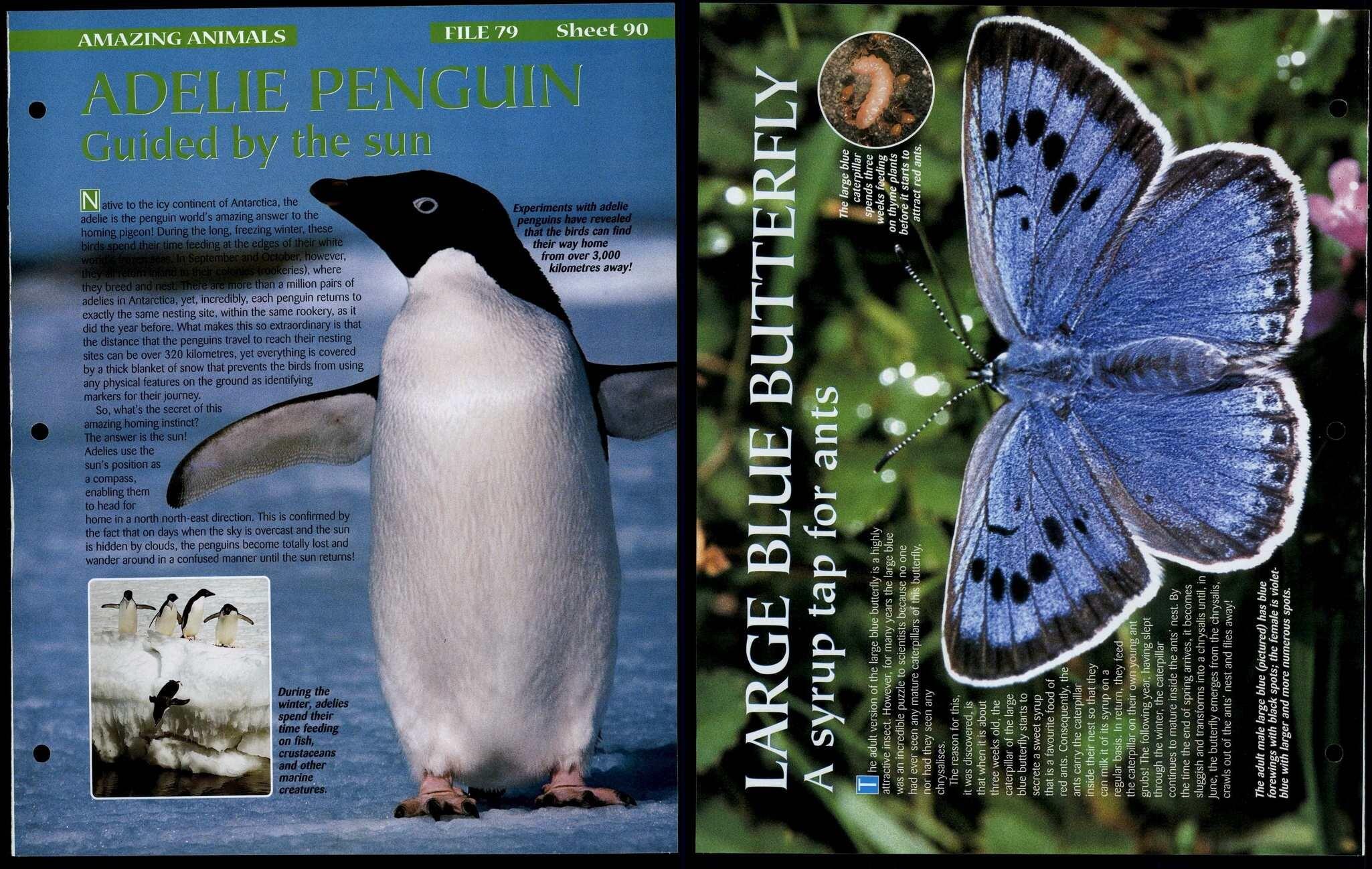 Section 8 : Amazing Animals