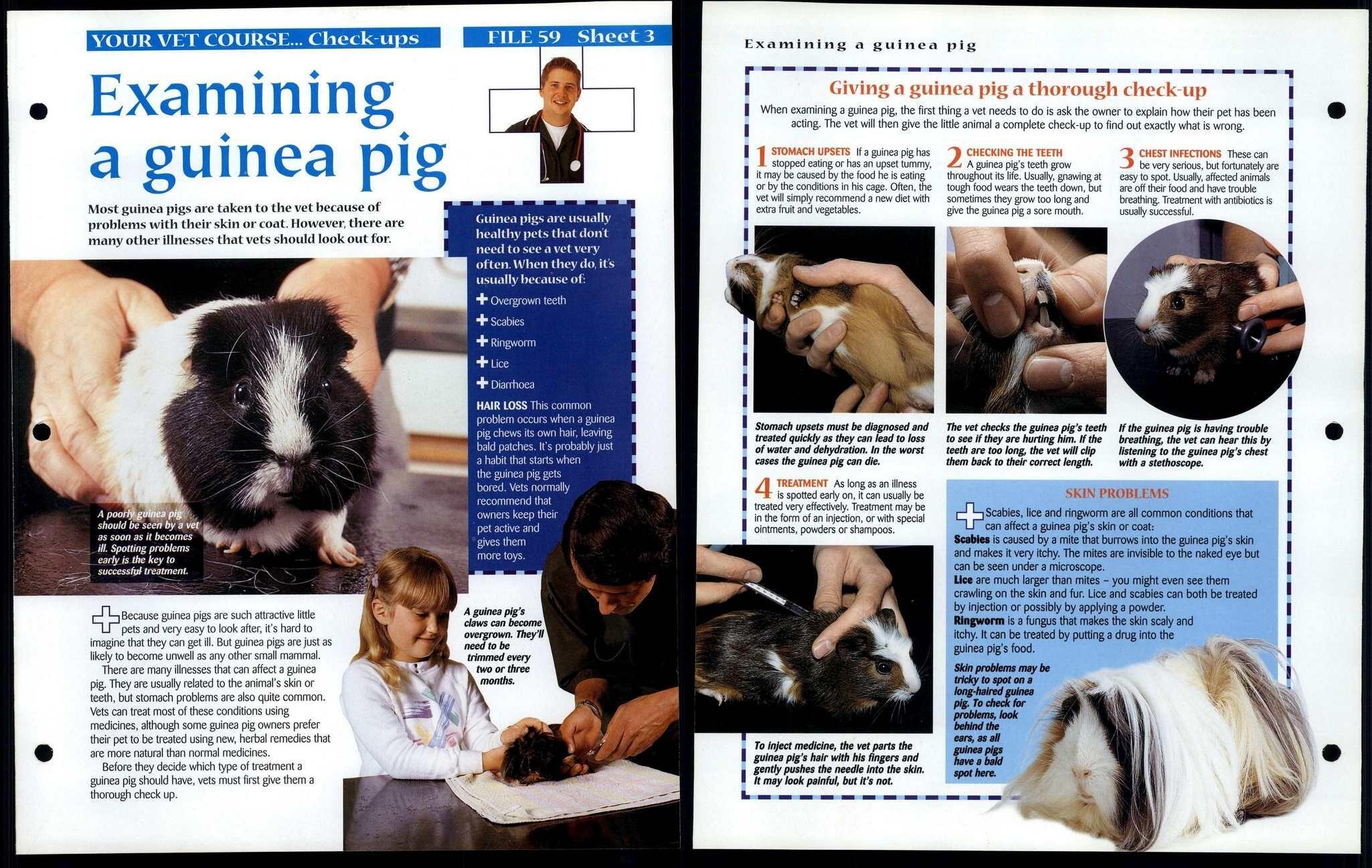 Examining Guinea Pig 3 Vet Course Animals Animals Animals Fact File Page