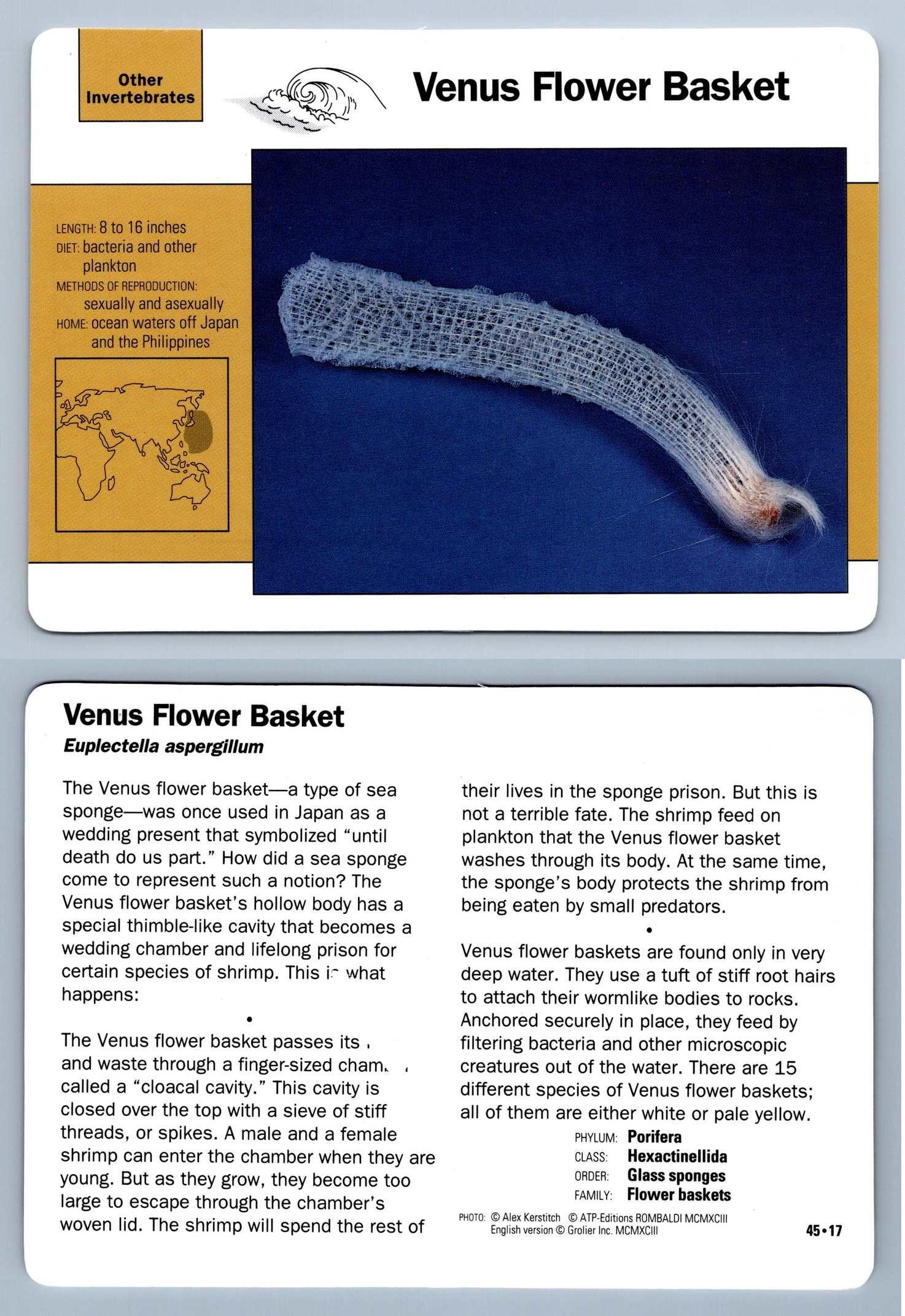 Venus Flower Basket 45.17 Other Invertebrates Grolier Wildlife