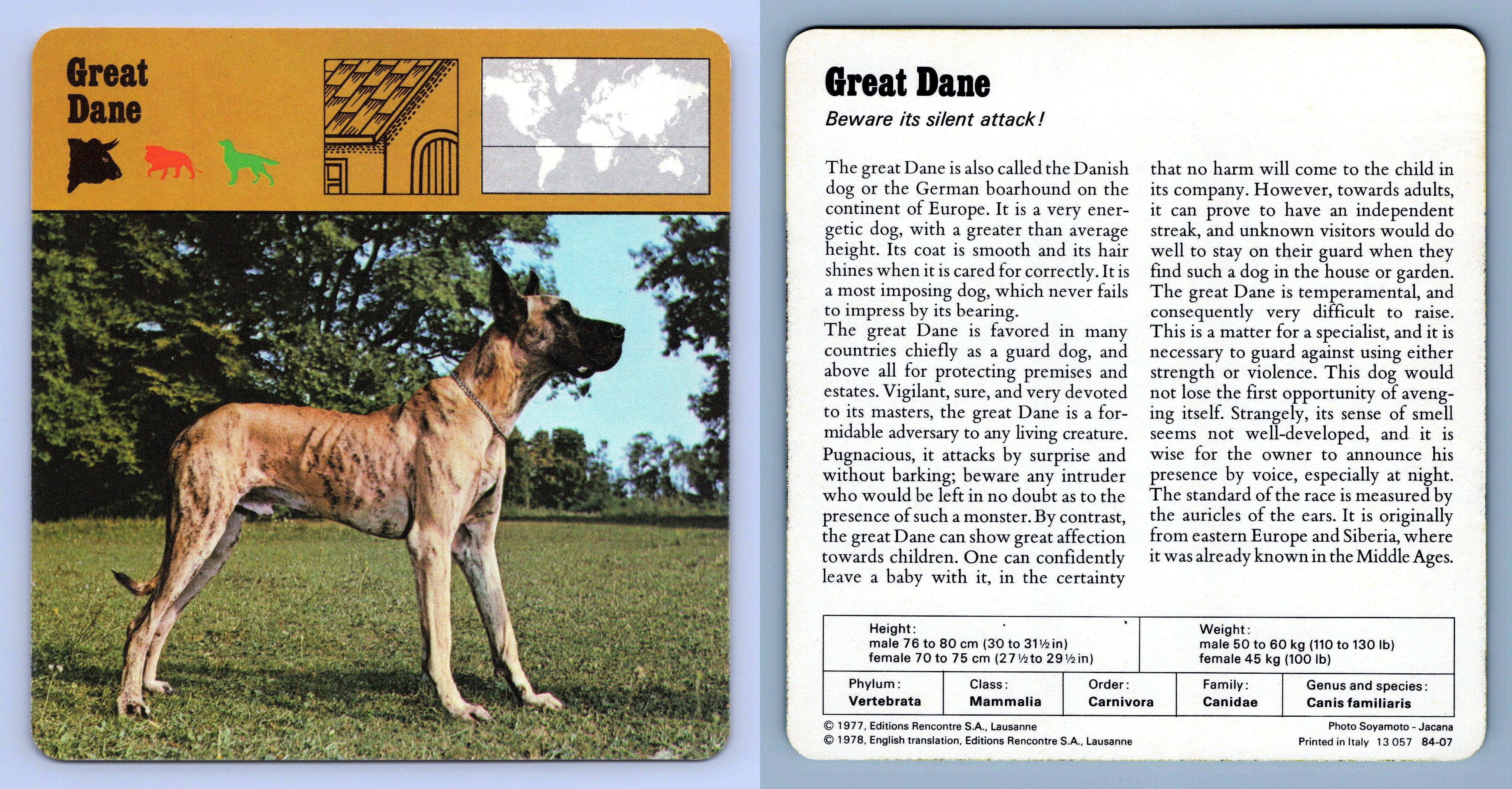 Great Dane - Mammals - 1970's Rencontre Safari Wildlife Card