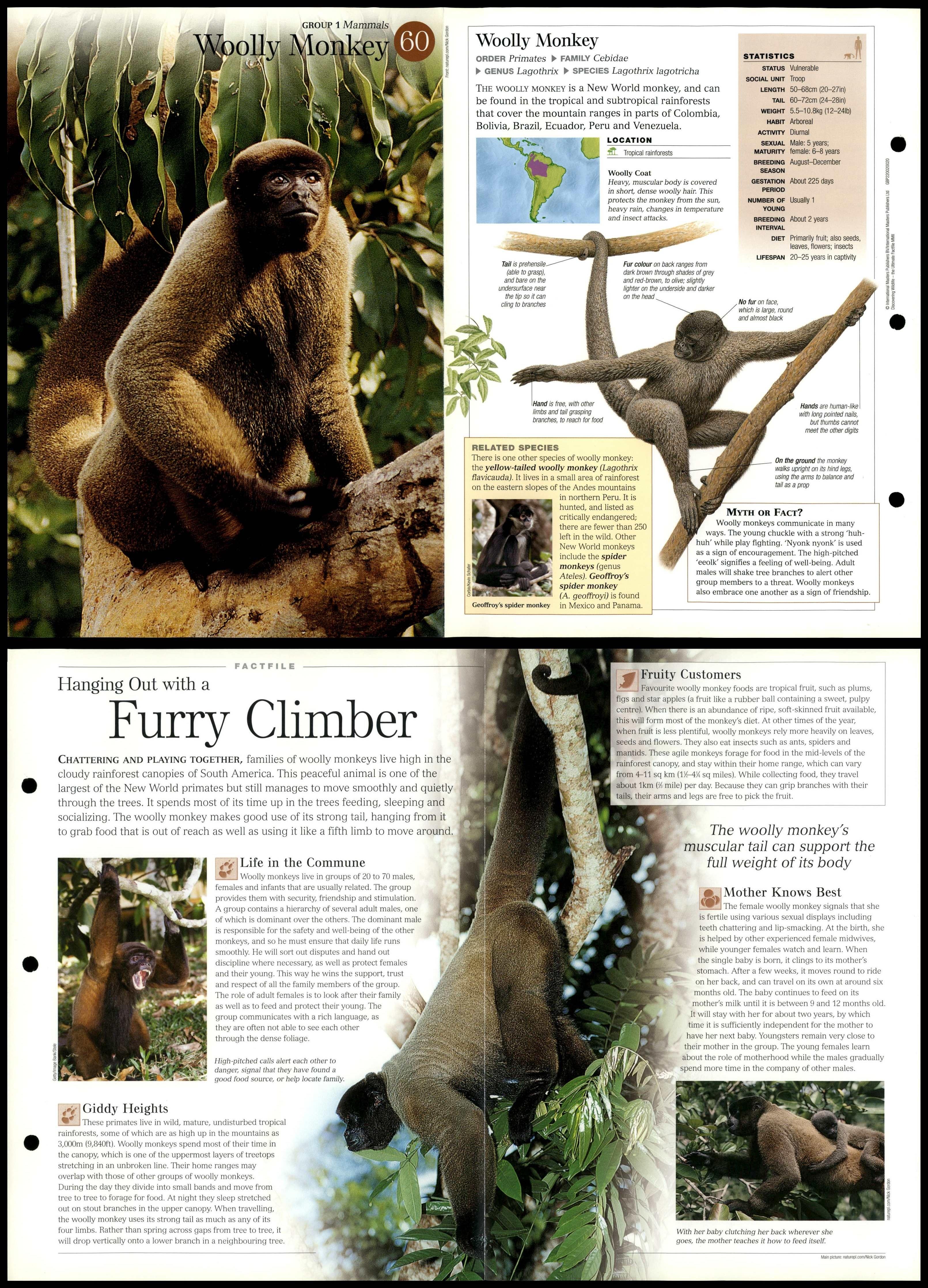 Woolly Monkey #60 Mammals - Discovering Wildlife Fact File Fold-Out Card