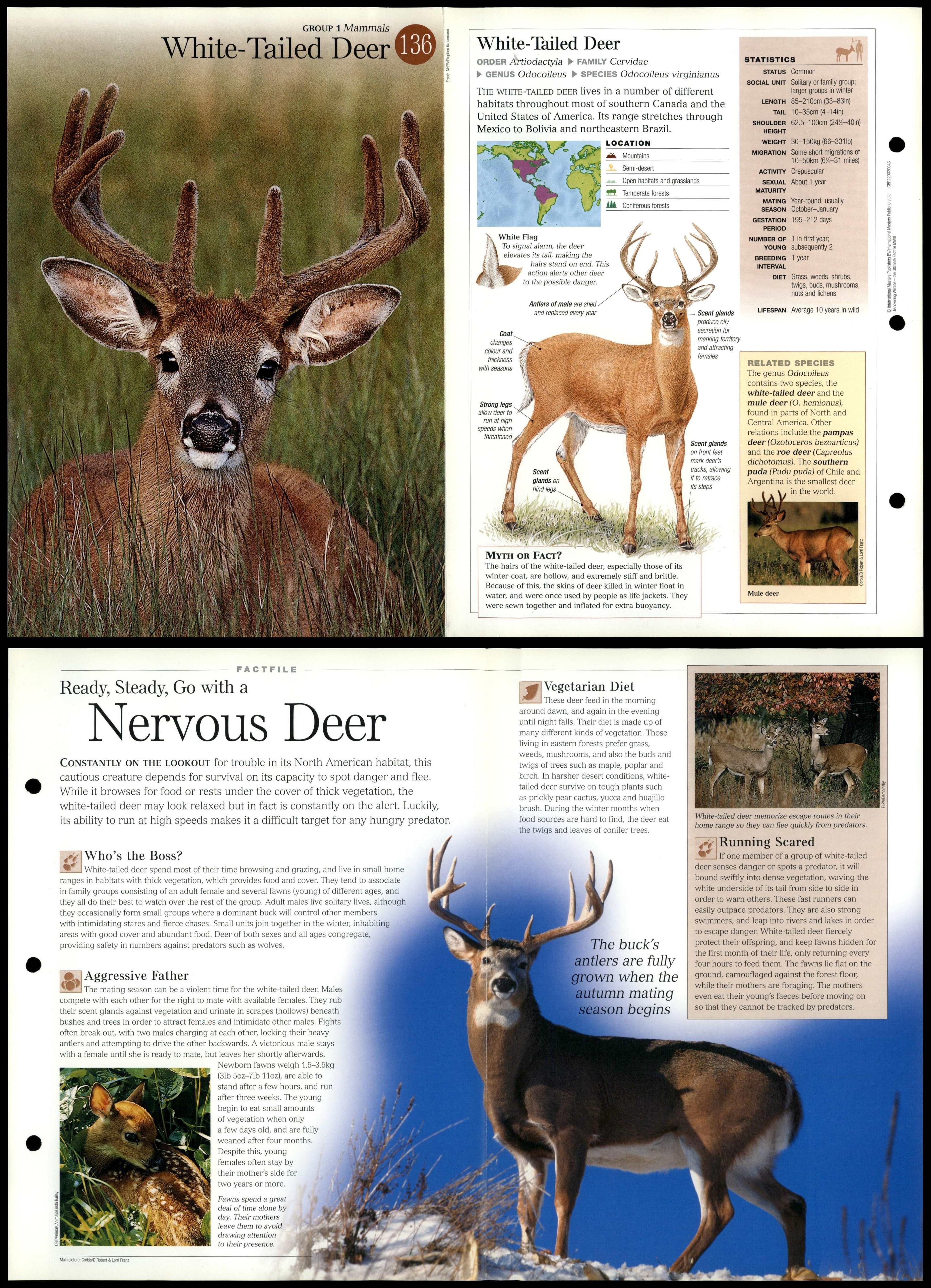 White-Tailed Deer #136 Mammals - Discovering Wildlife Fact File Fold ...