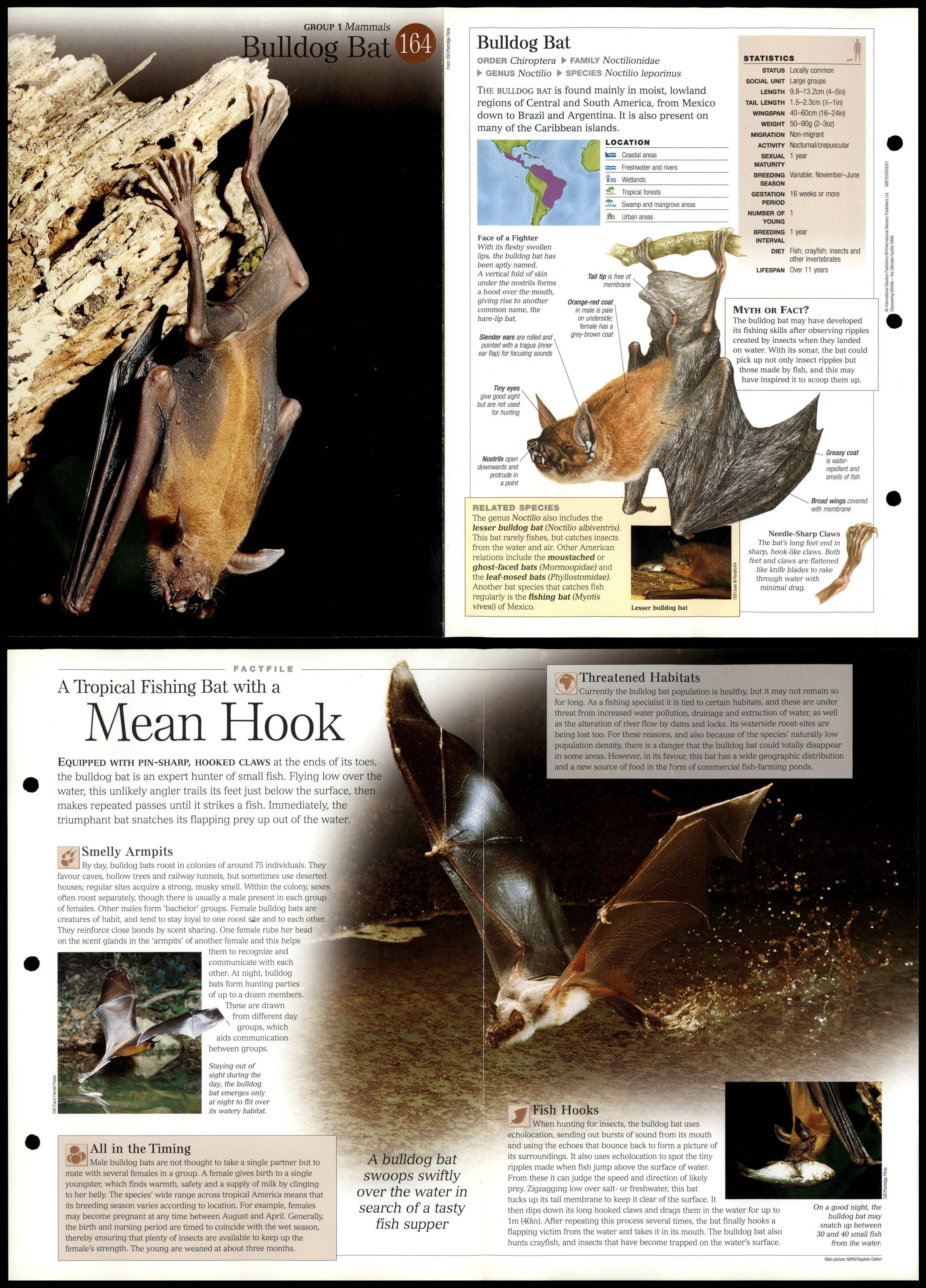 Bulldog Bat 164 Mammals Discovering Wildlife Fact File FoldOut Card