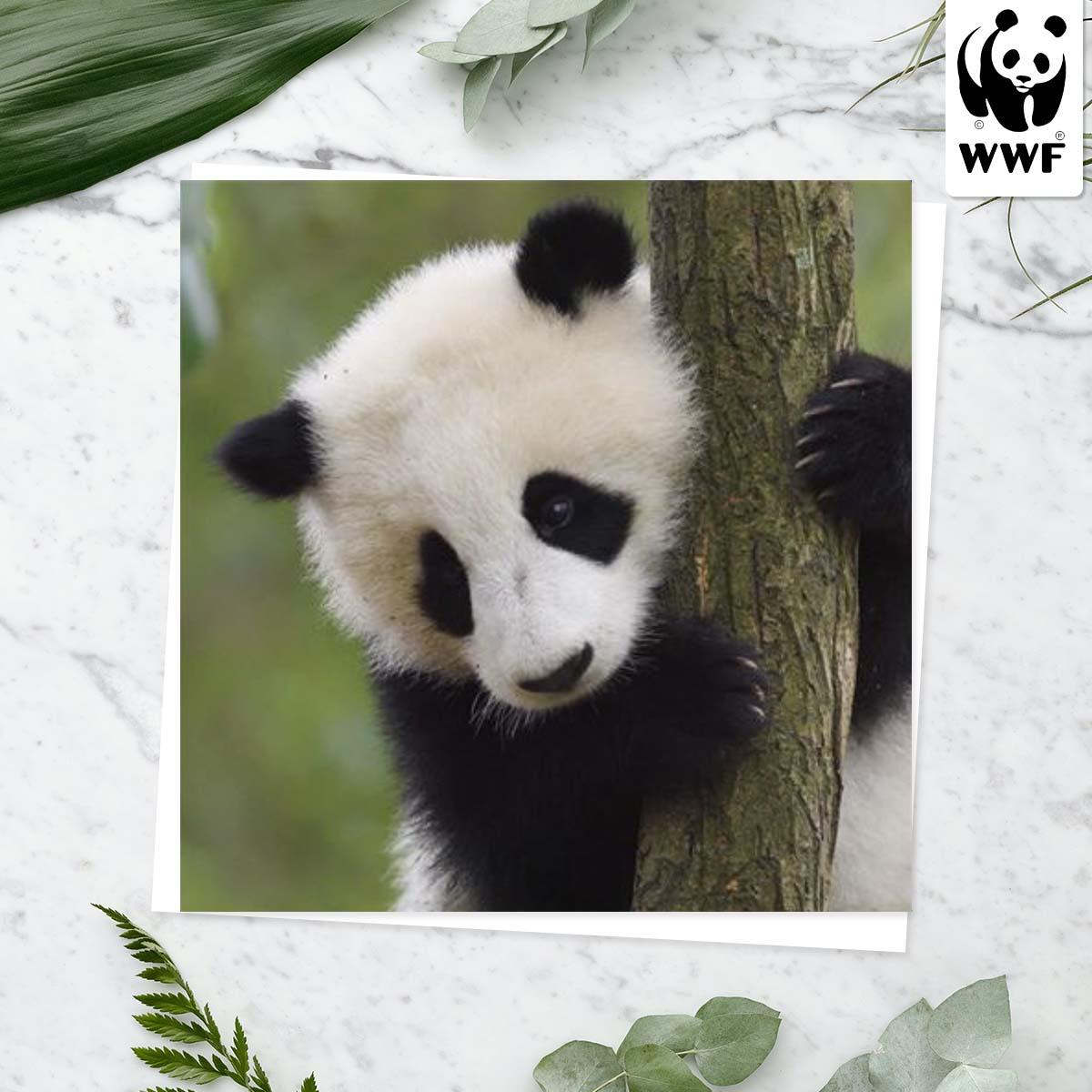 World Wildlife Fund - Giant Panda Card Front Image