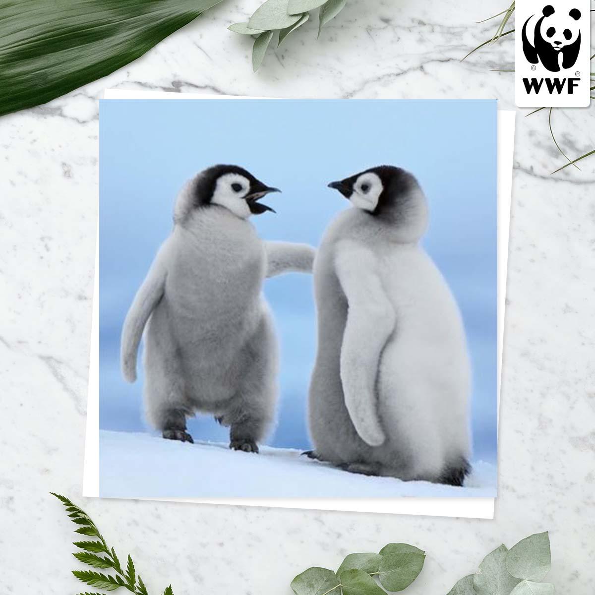 World Wildlife Fund - Emperor Penguin Card Front Image