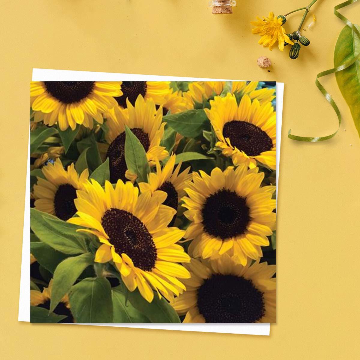 Beautiful - Happy Yellow Sunflowers Blank Card Front Image