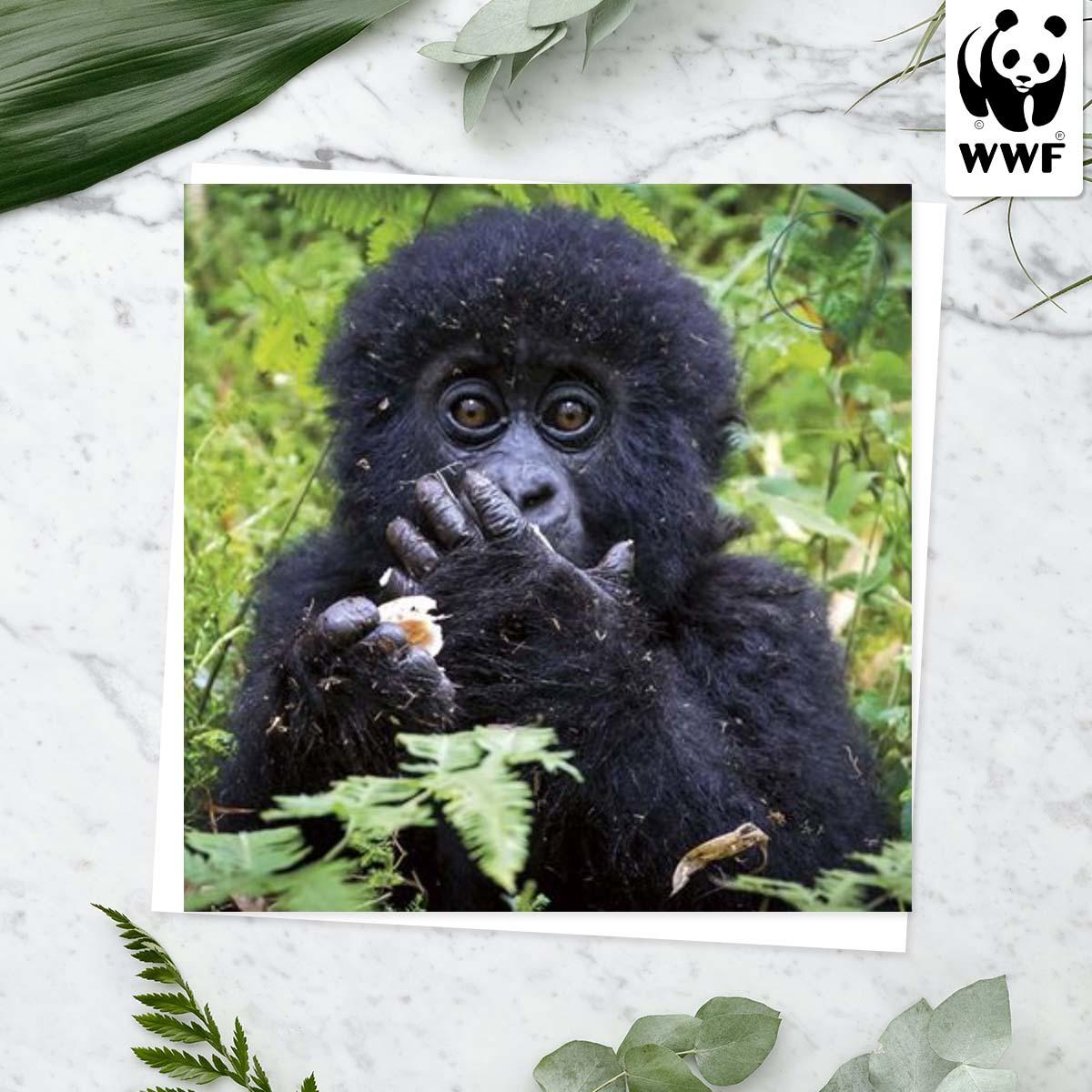 World Wildlife Fund - Mountain Gorilla Card Front Image