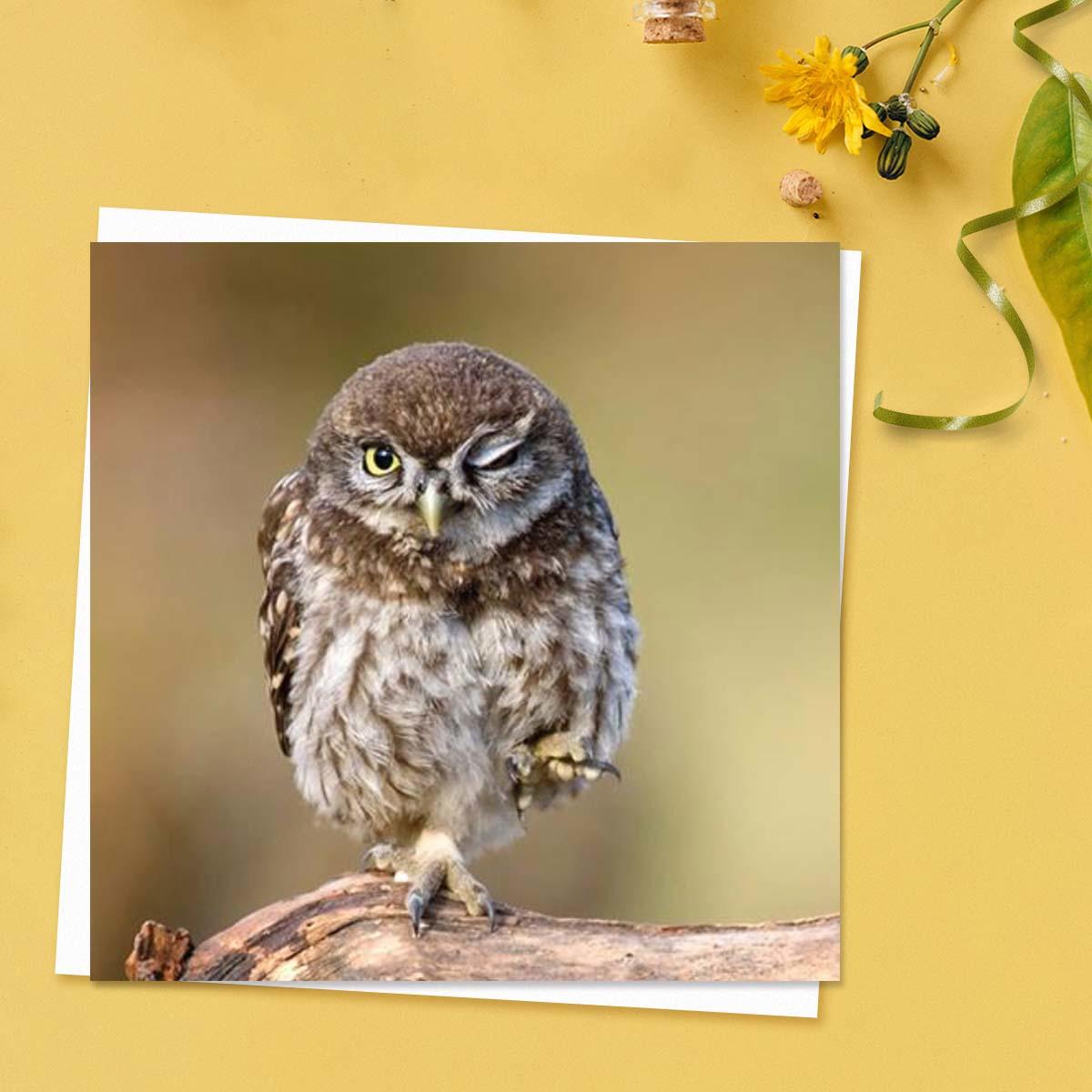 Beautiful - Cute Little Owl Blank Card Front Image