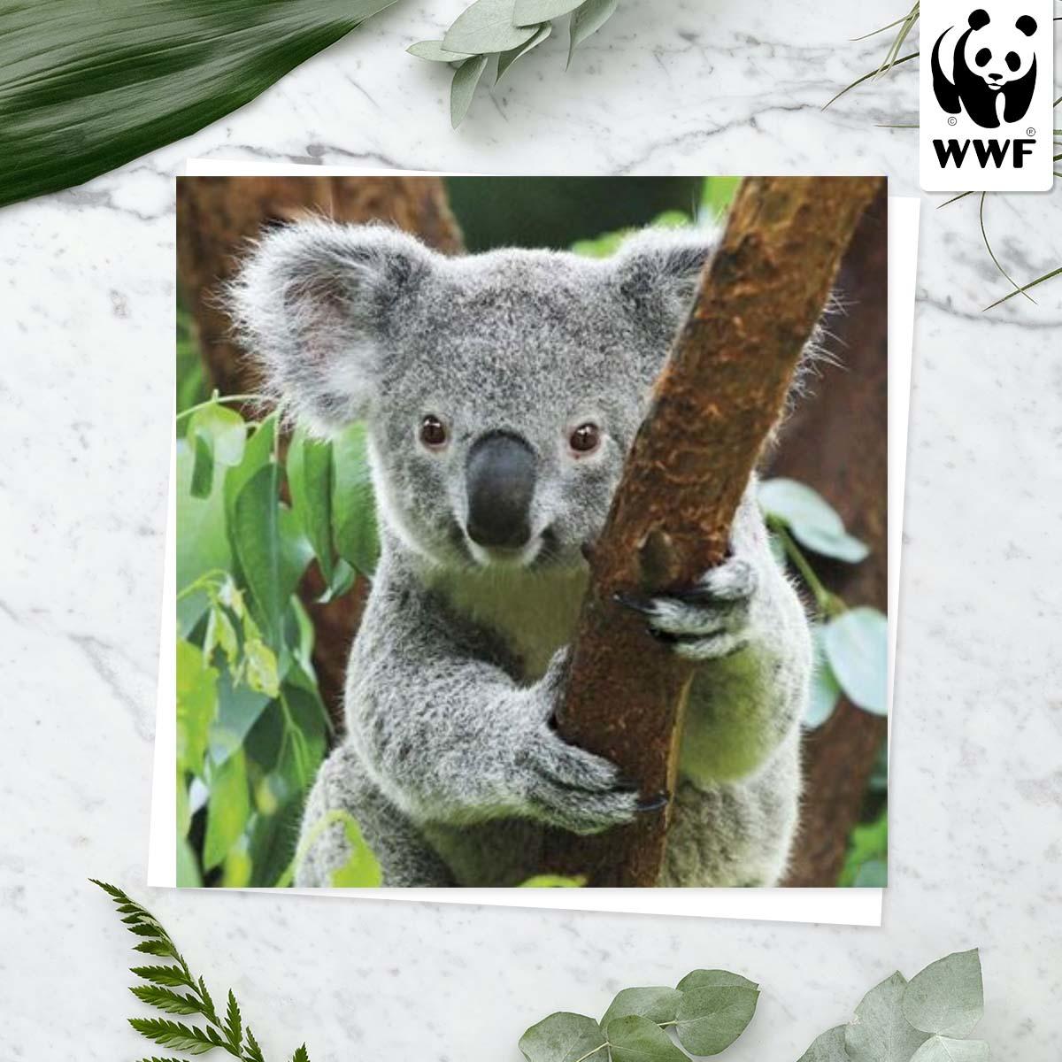 World Wildlife Fund - Koala Card Front Image