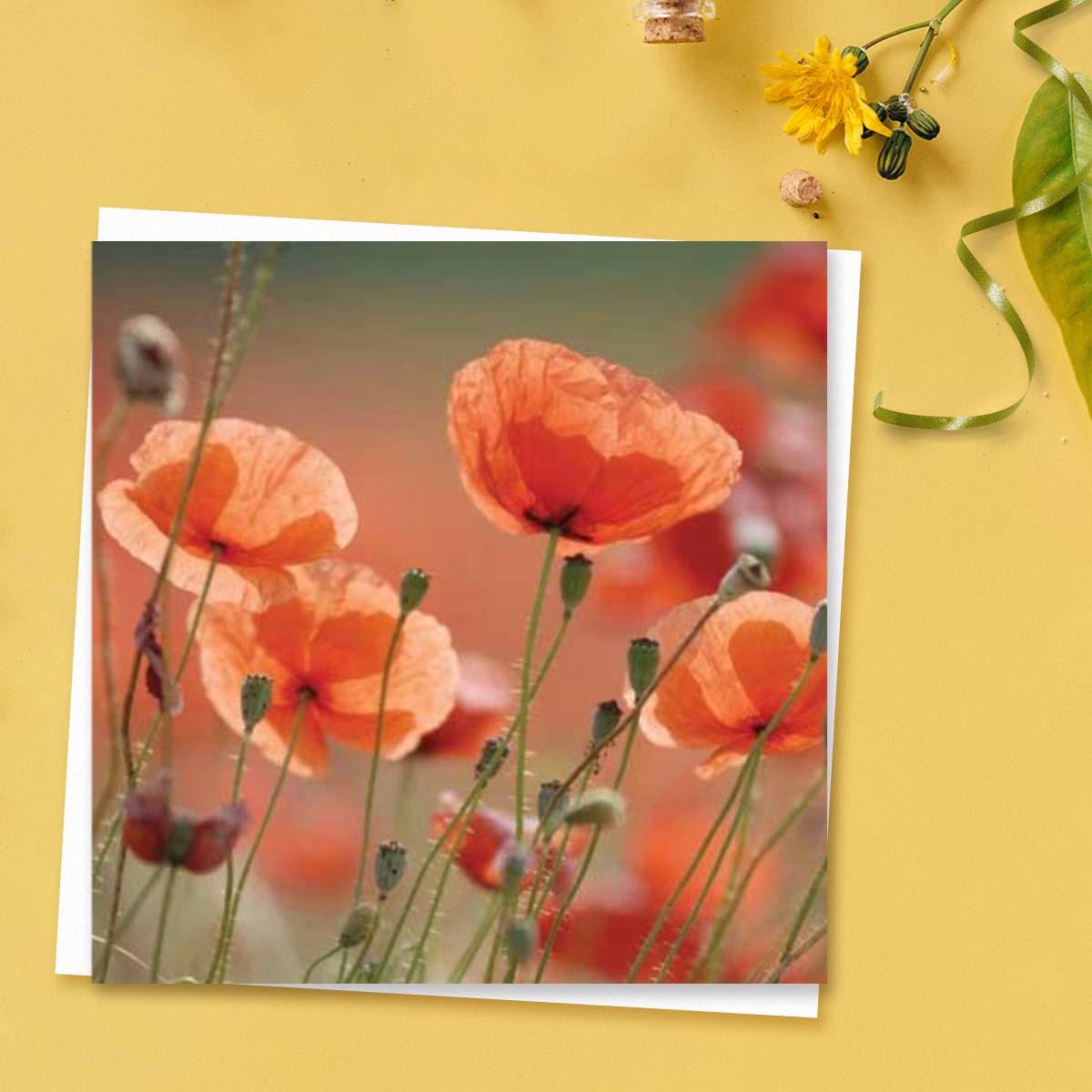 Beautiful - Poppies Blank Card Front Image