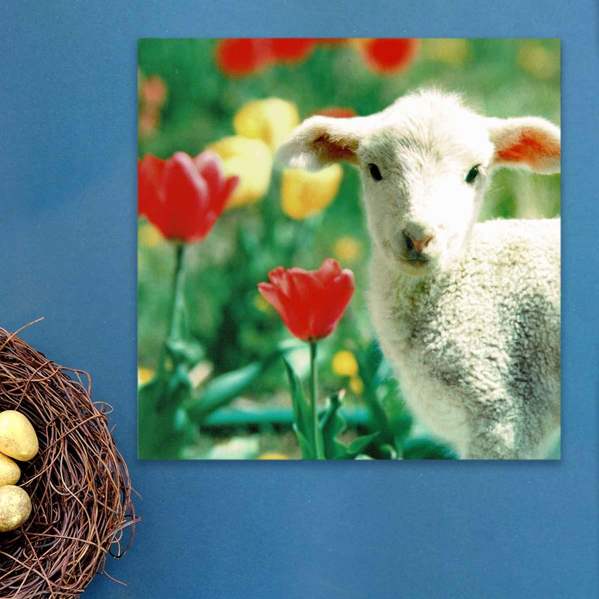 Camden Photographic - Easter Lamb  Blank Card Front Image