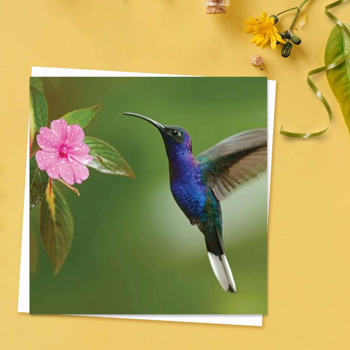 Beautiful Planet - Hummingbird And Flower Blank Card Front Image