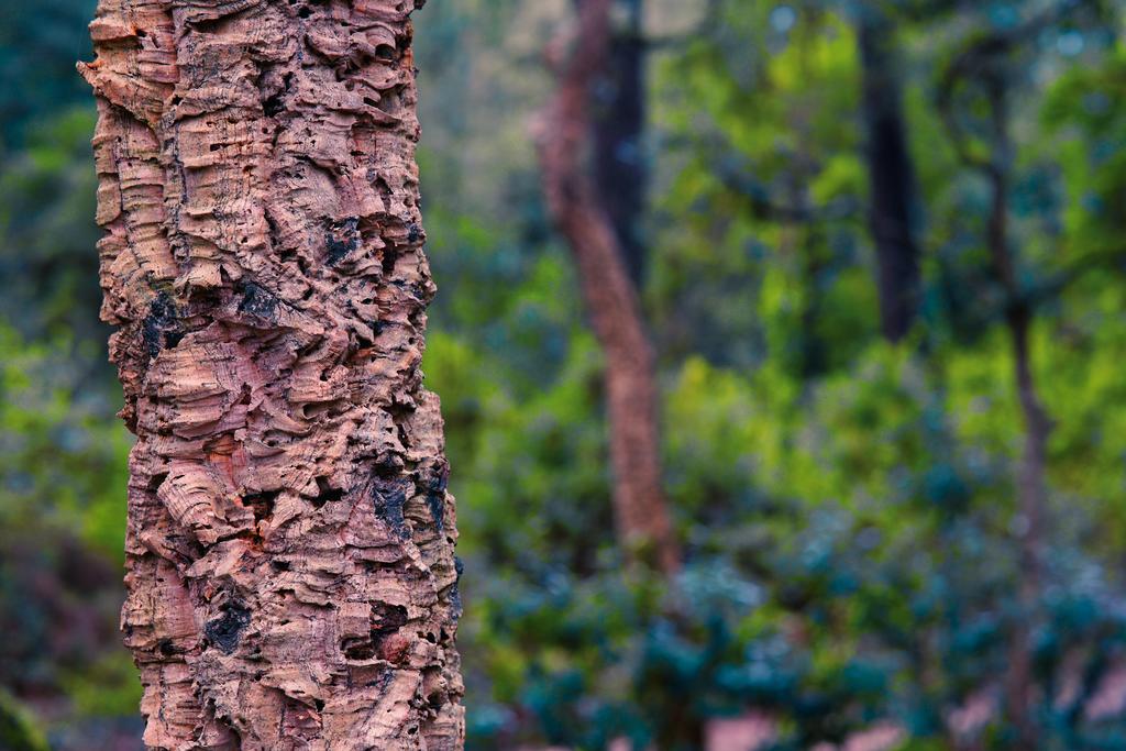 COP26, Cork Yoga Mats and Sustainability