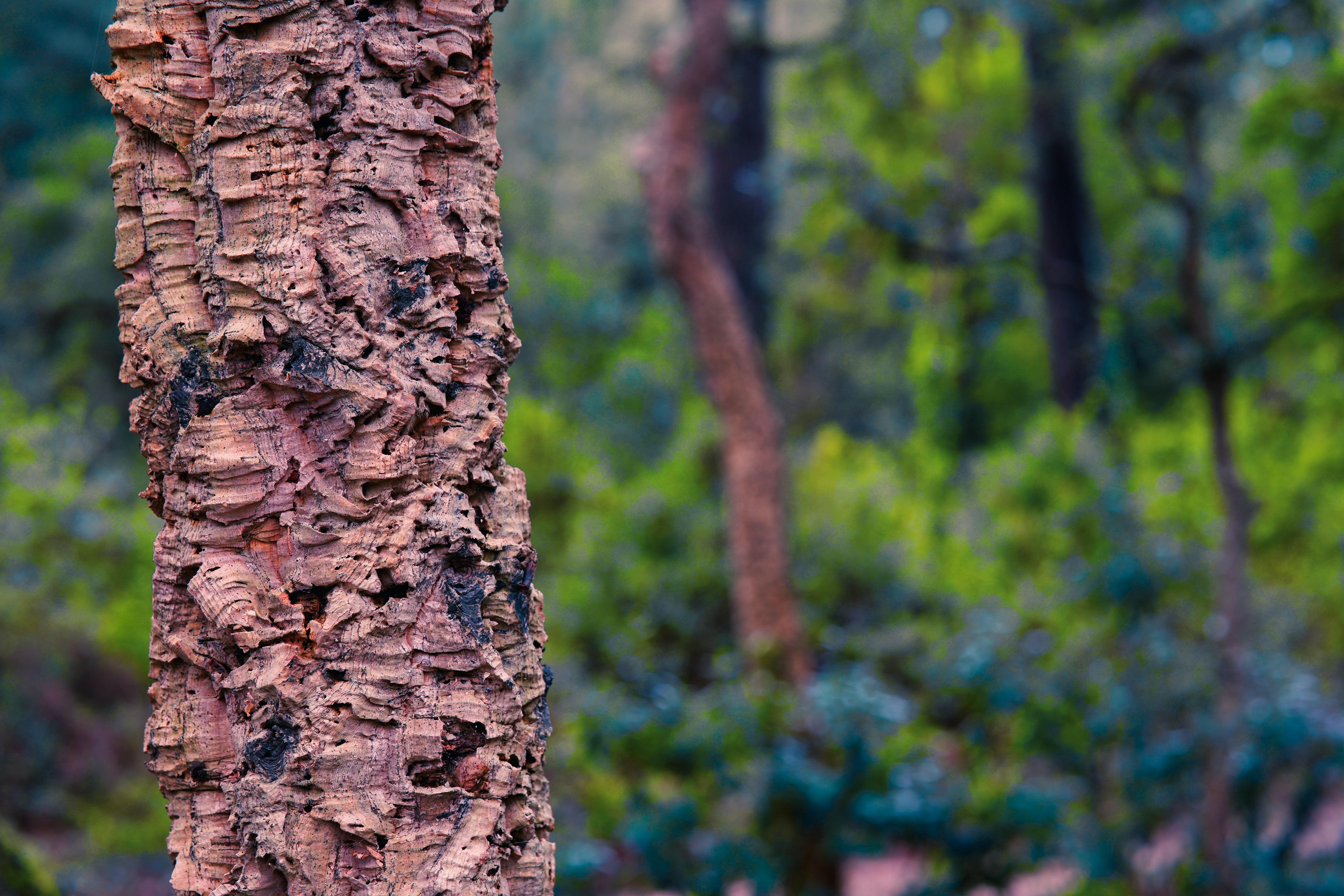 Cork Oak  Rainforest Alliance