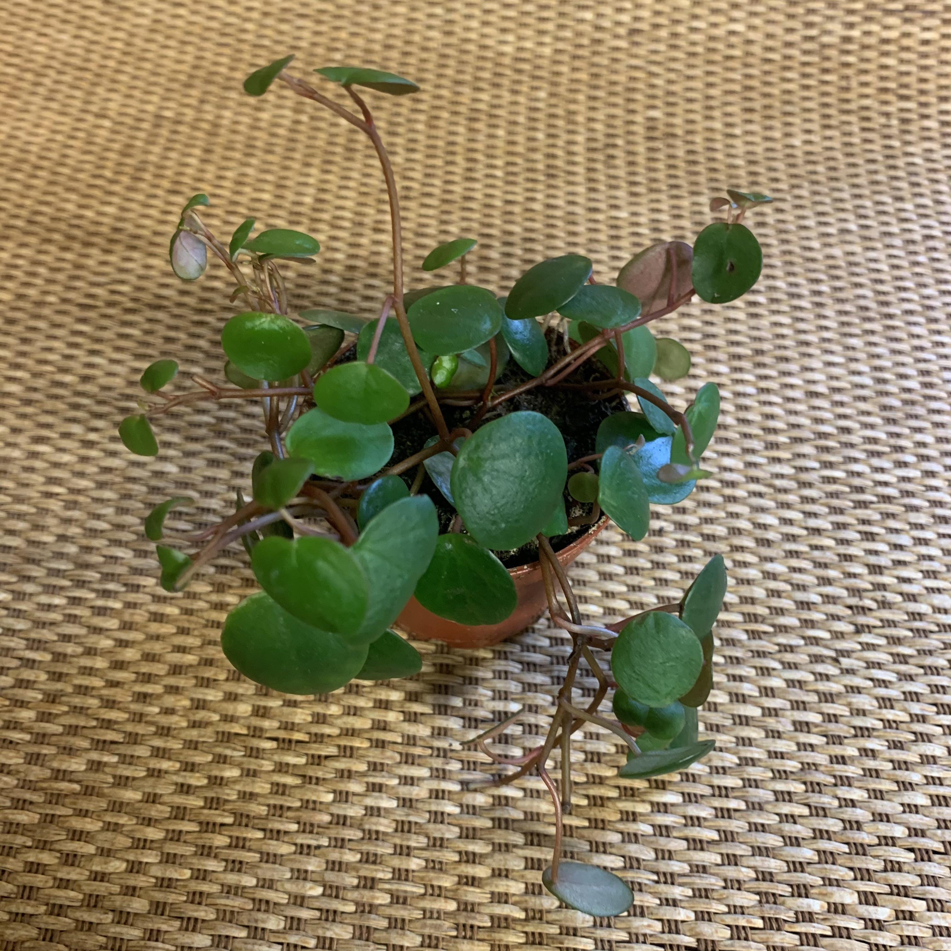 Trailing Jade Peperomia Rotundifolia