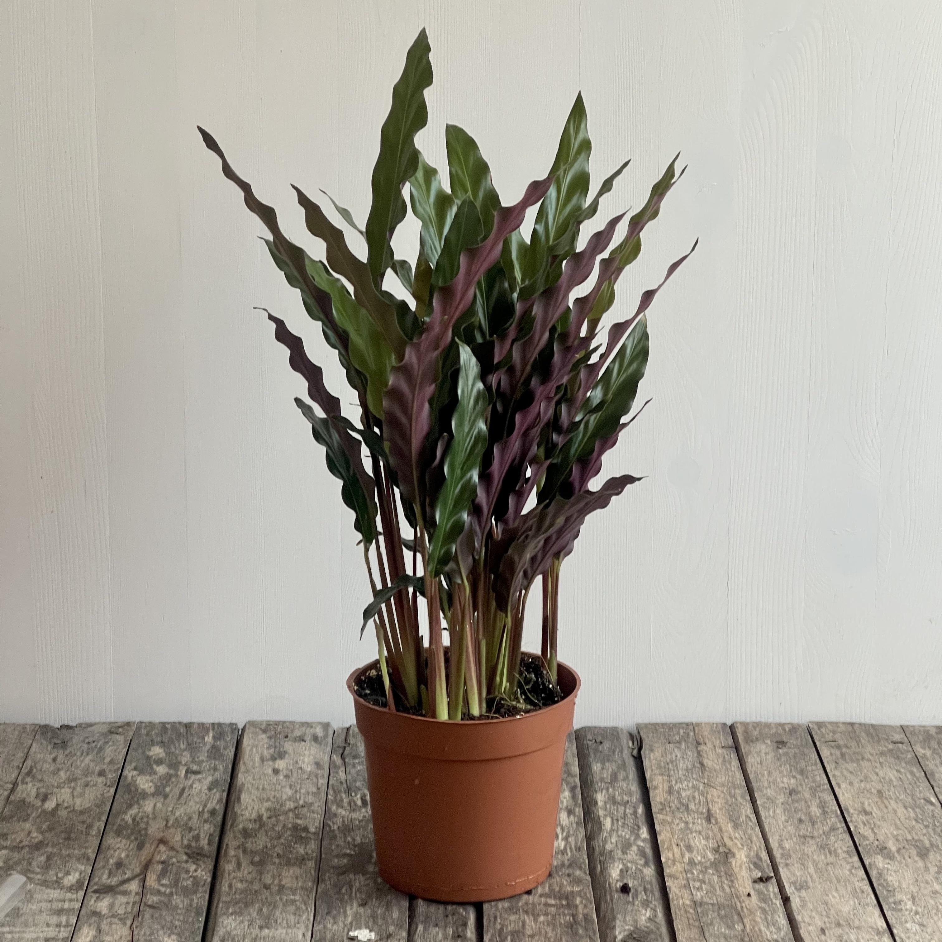 Calathea Rufibarba 'Velvet Calathea'