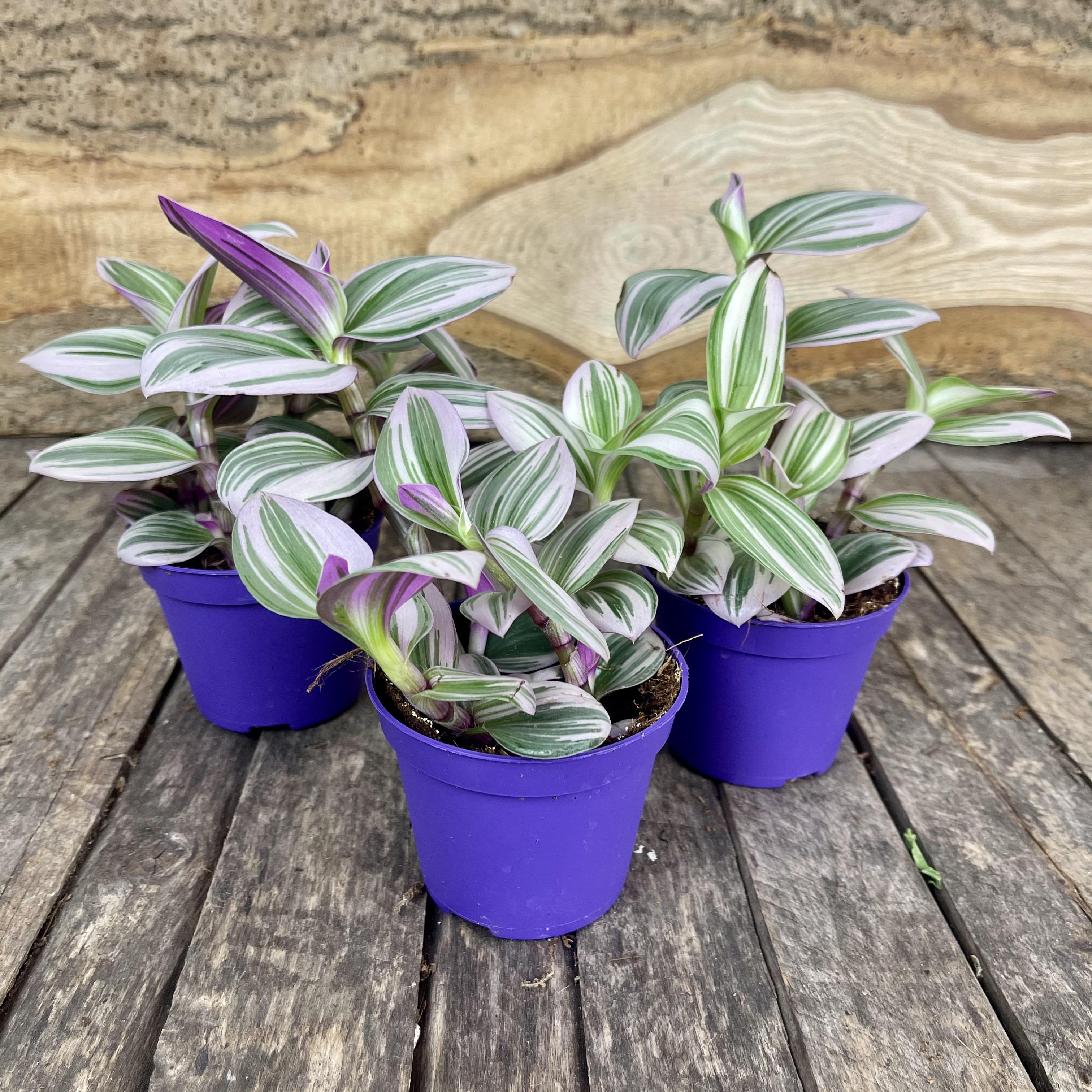 Tradescantia nanouk