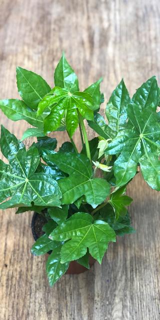 Fatsia Japonica - Glossy-Leaf Paper Plant