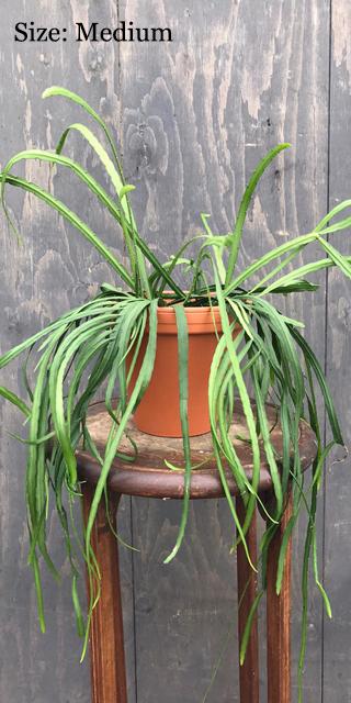Cactus Lepismium Bolivianum Sans épines - Pot 17cm - Plante Retombante Facile D'entretien