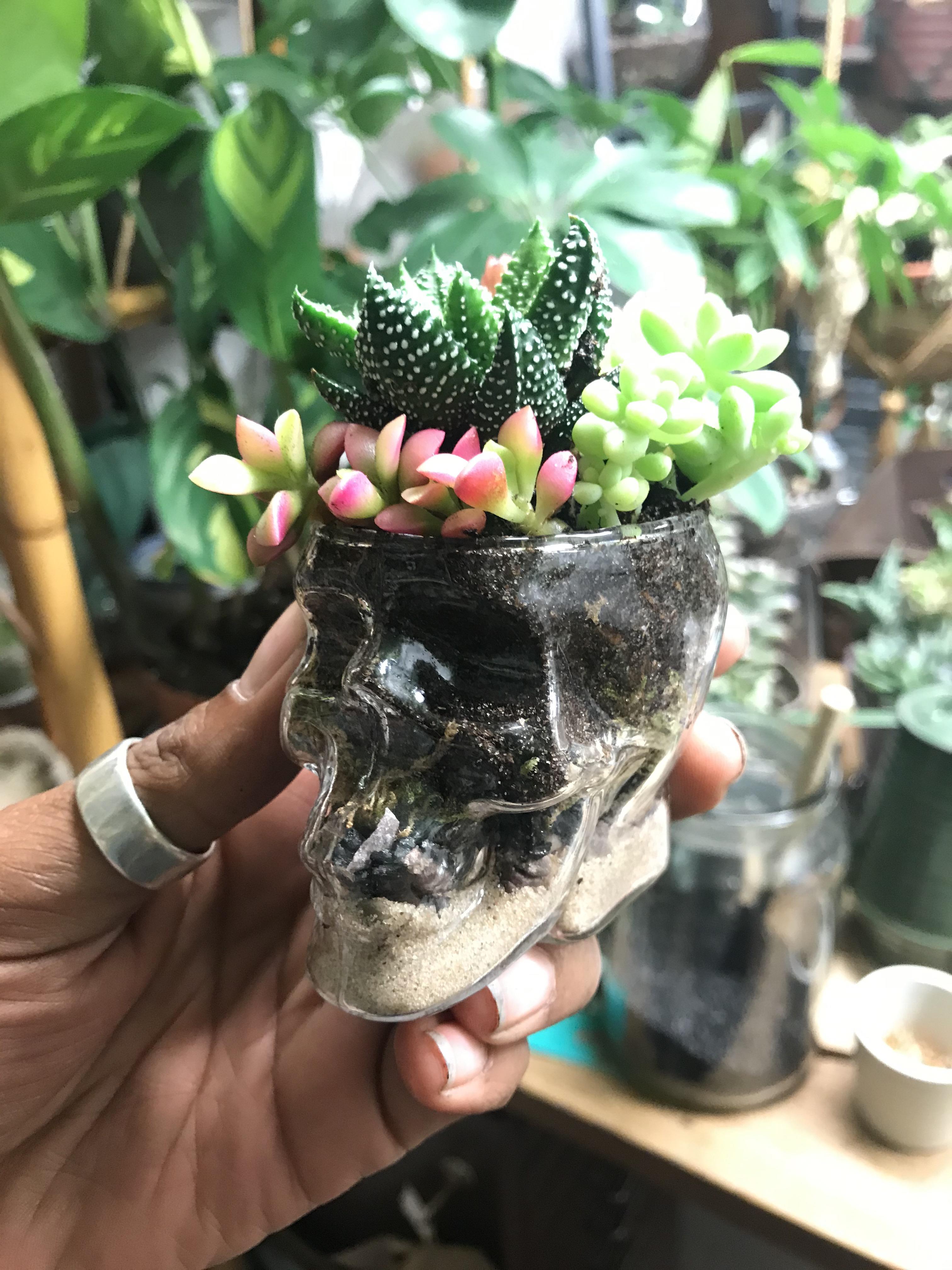 Skull Terrarium