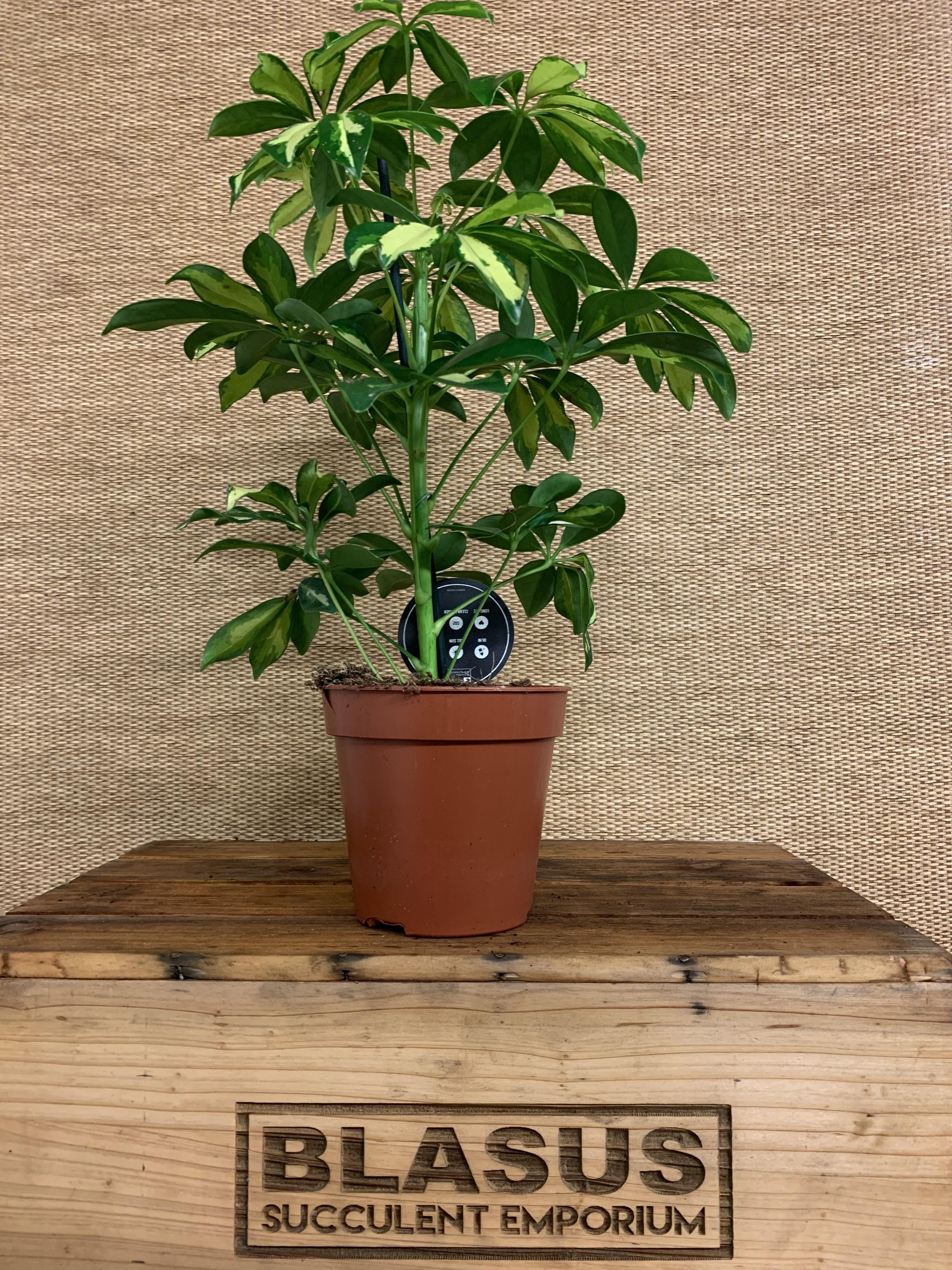 Schefflera Gerda Umbrella Plant