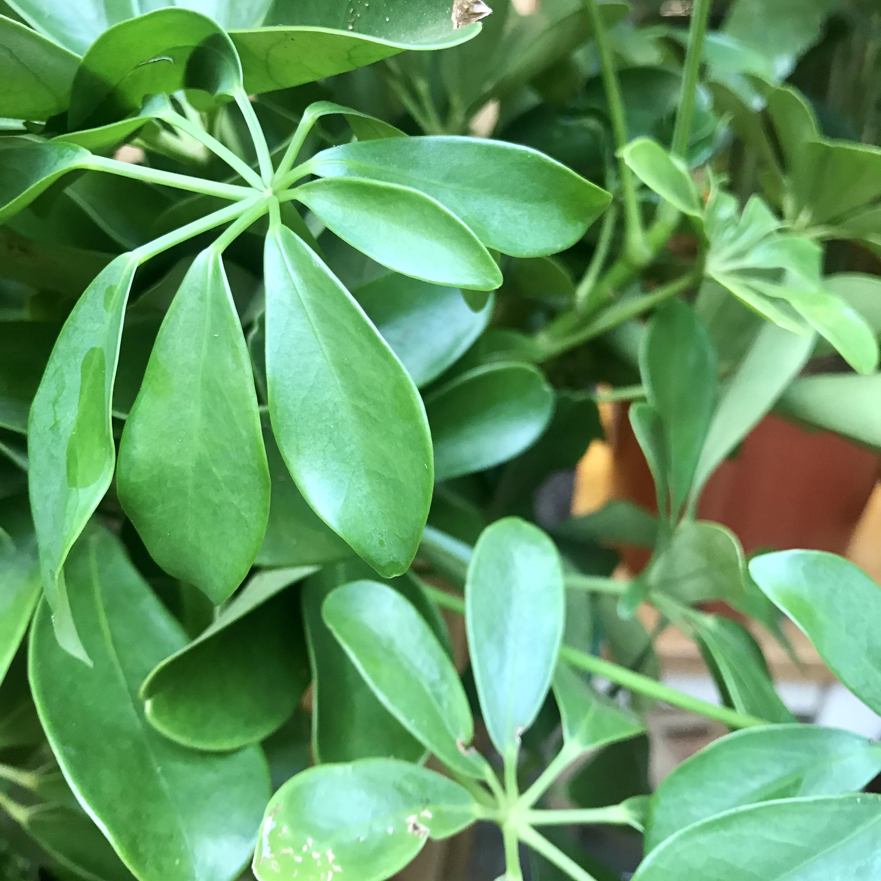 Schefflera Nora Dwarf Umbrella