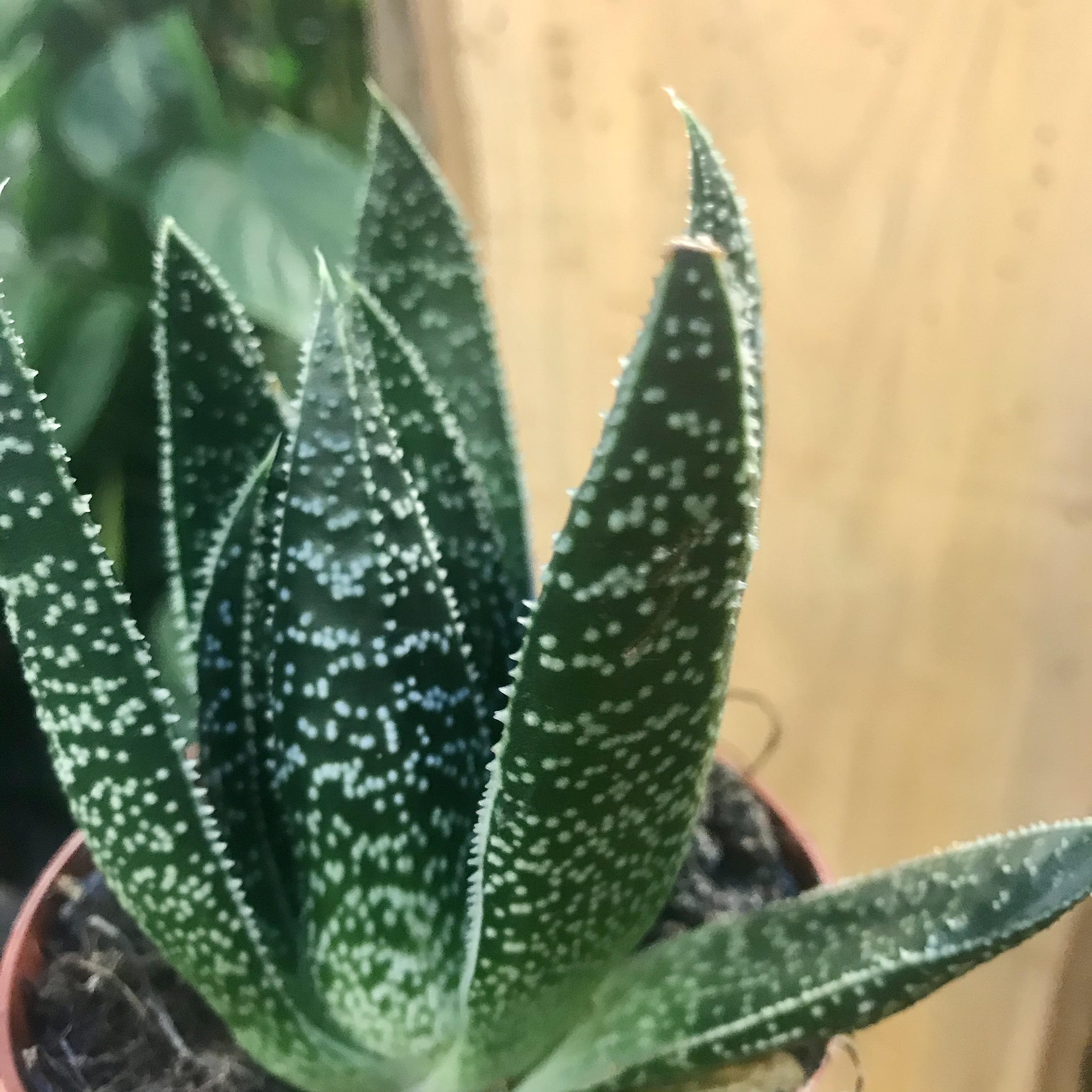 X Gasteraloe Flow