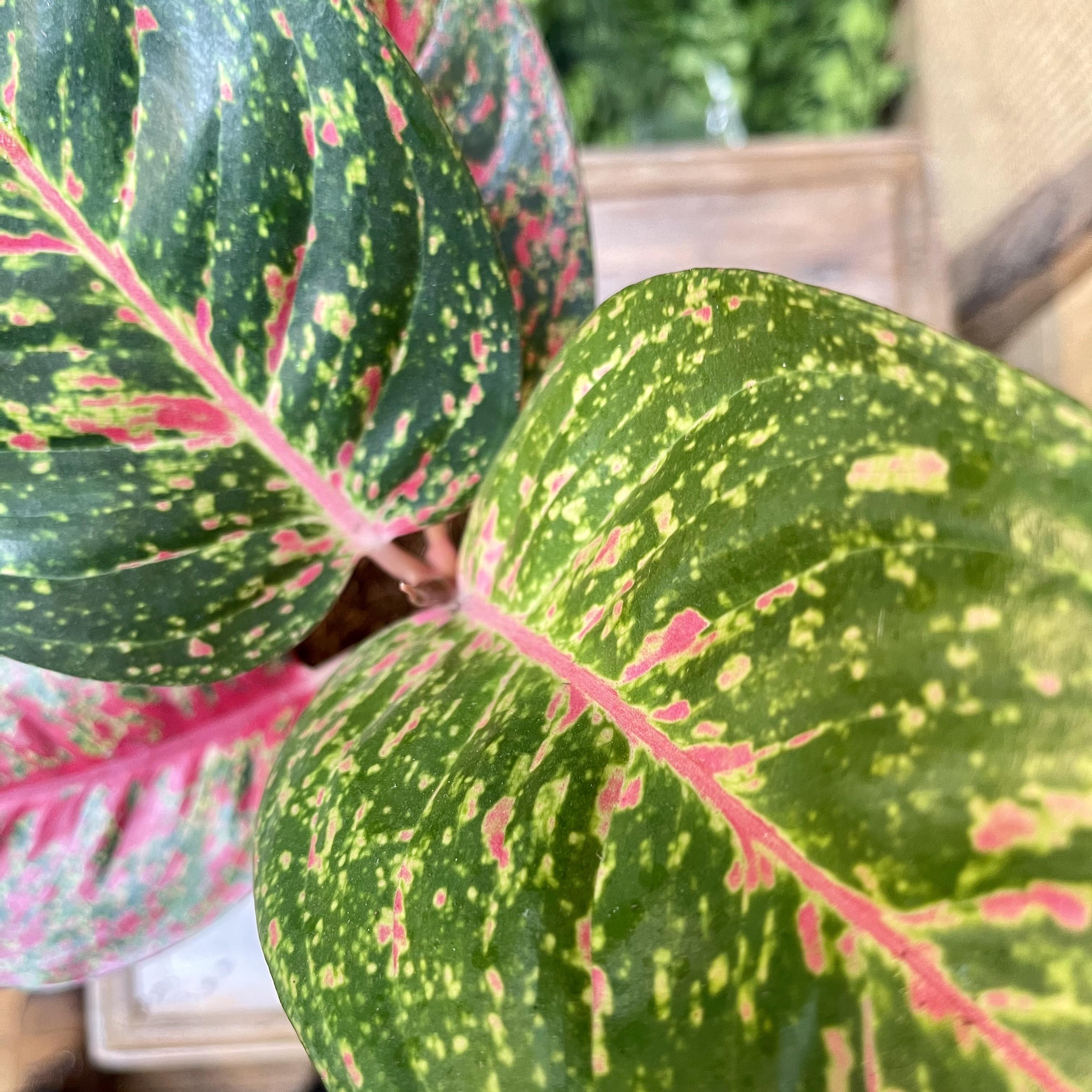 Aglaonema prestige, Chinese evergreen 1 left in stock