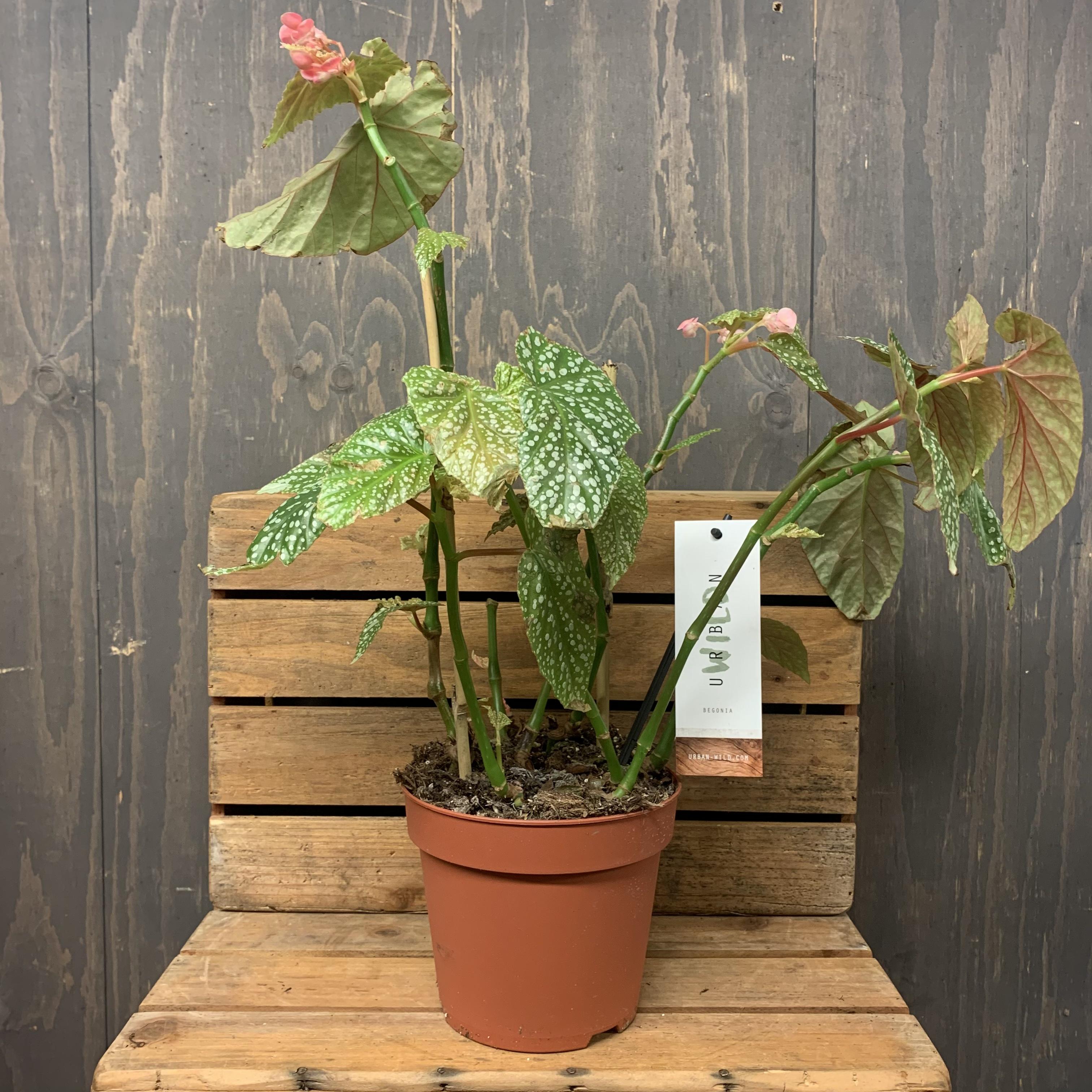 Polka Dot Begonia