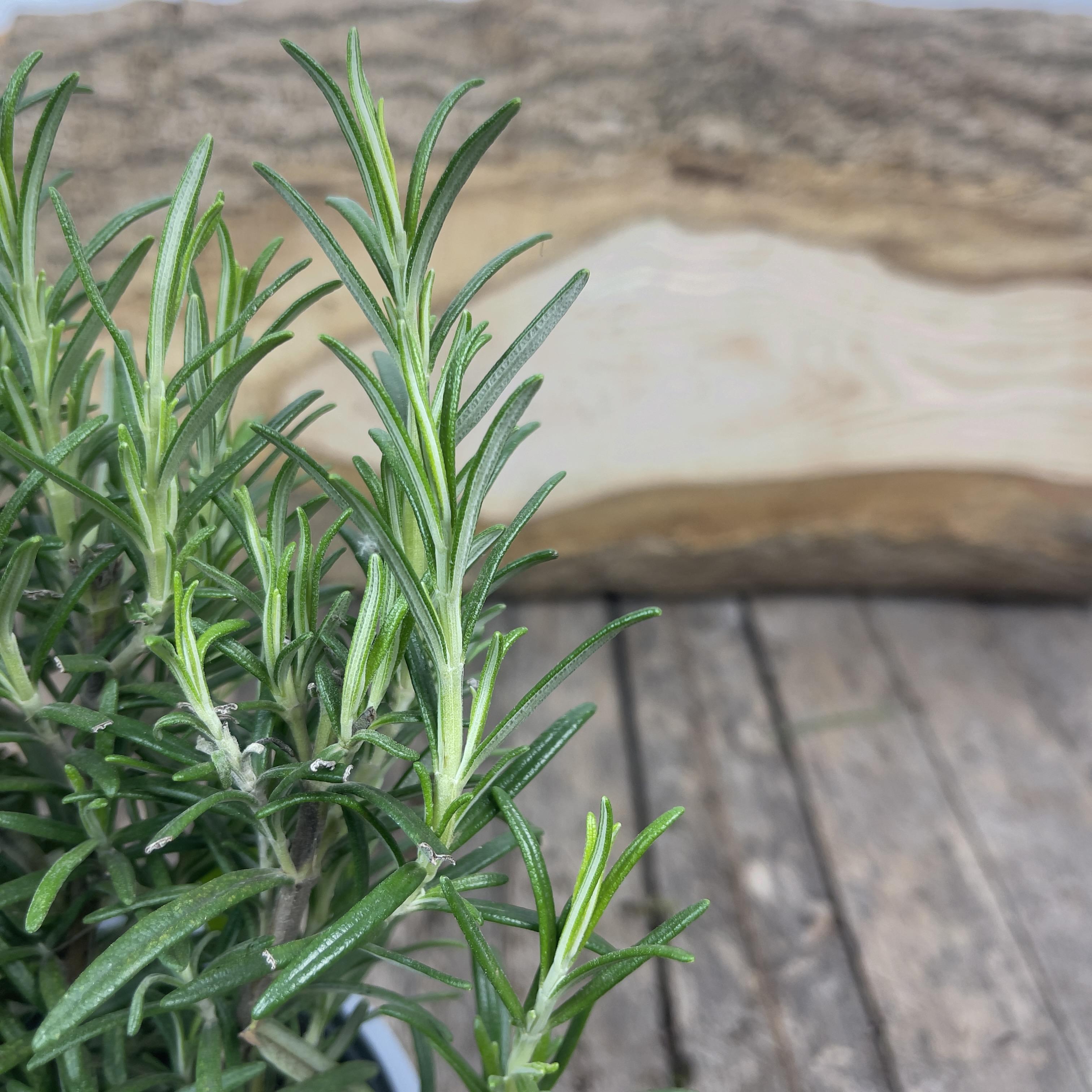 Herb Rosmarinus Officinalis - Rosemary